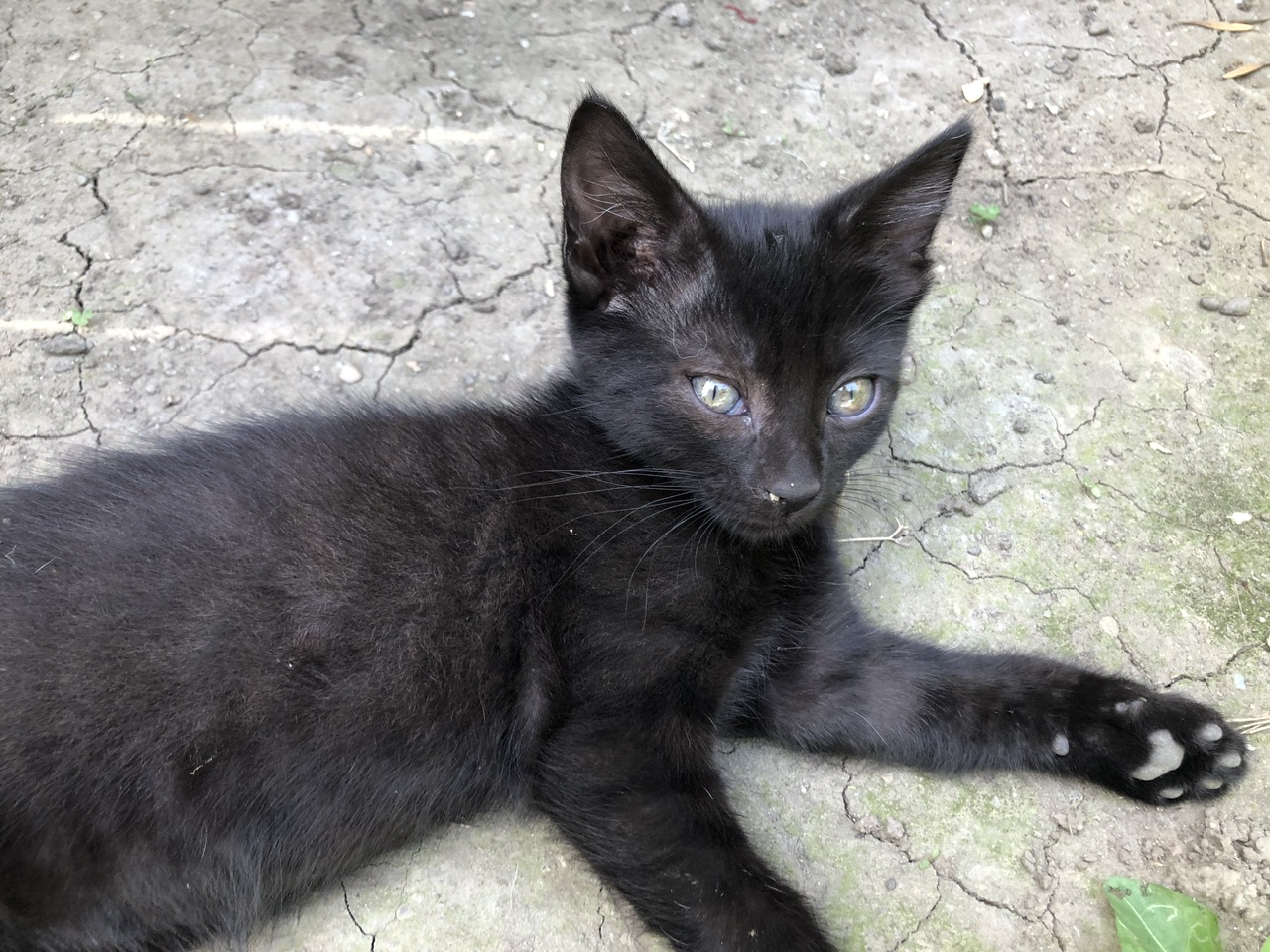 Panteruta adorabila isi cauta casuta