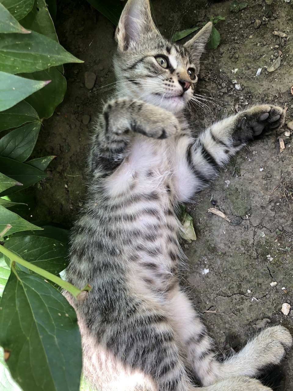 Numele meu e Tigruț