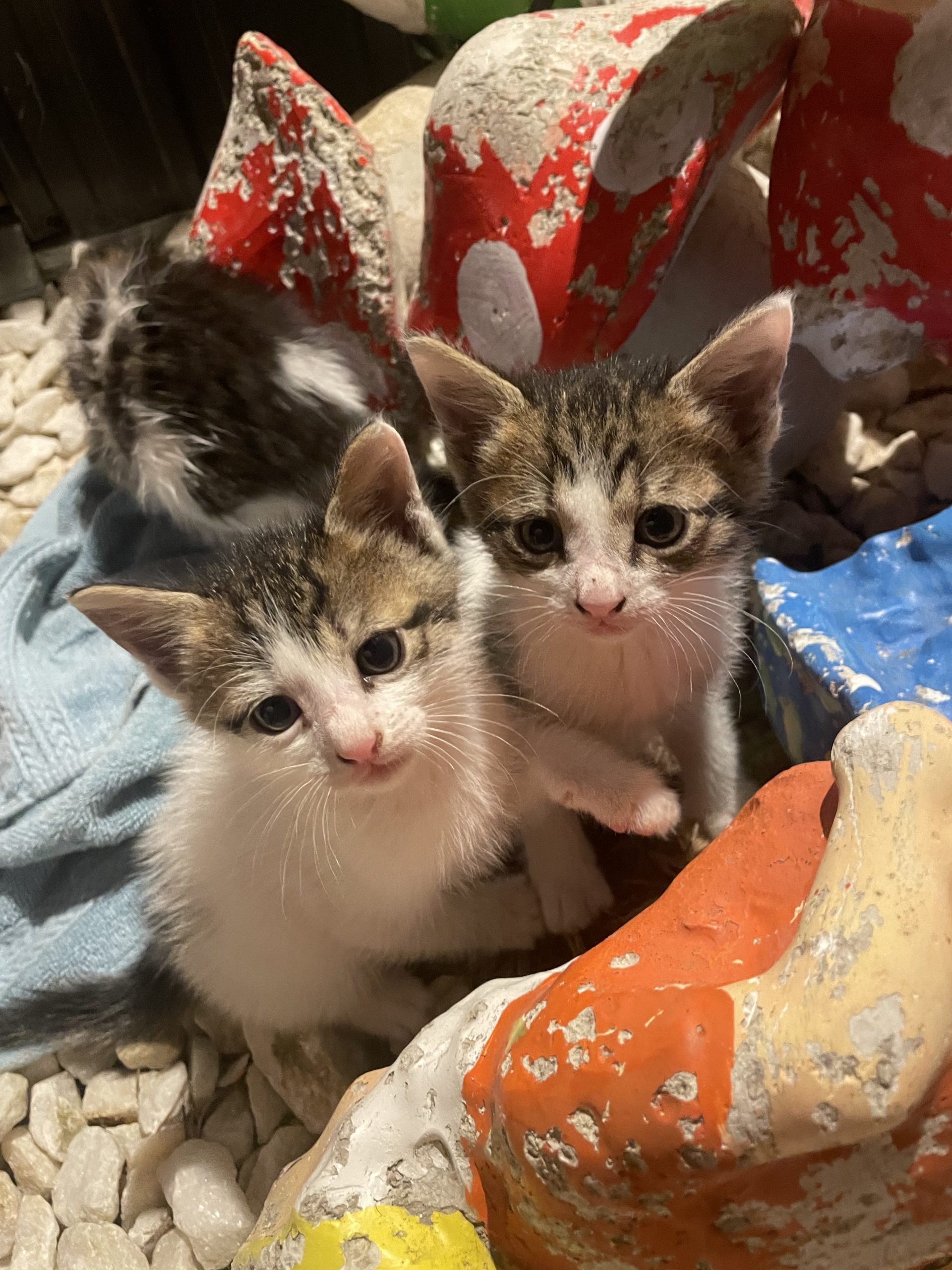 Pisicuțe nou-născute
