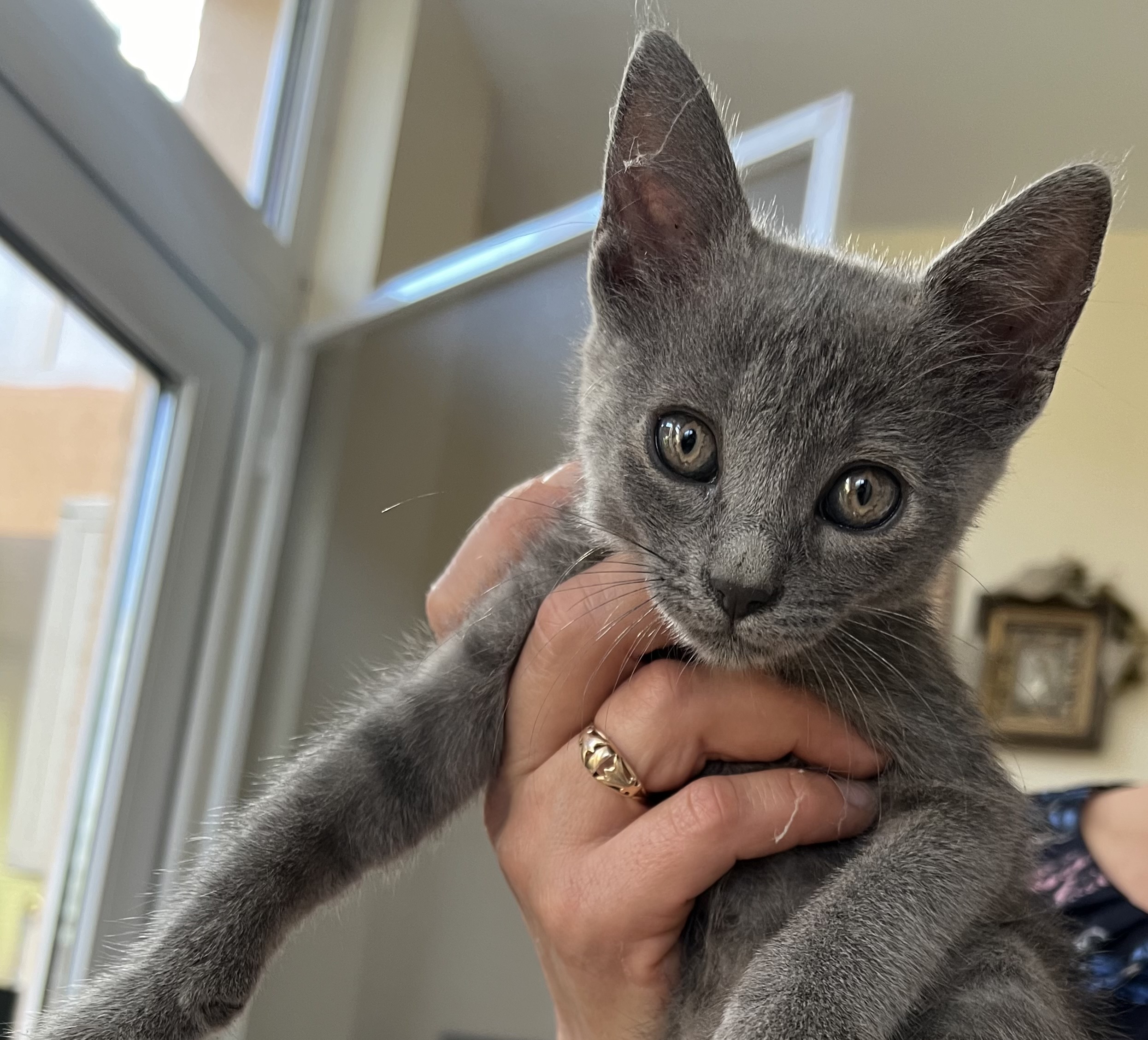 Adopție pui pisică