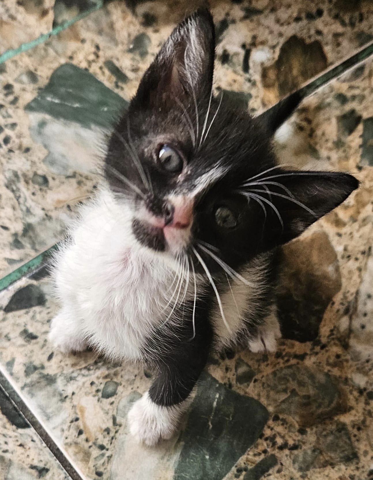 Max, parca e pictat, foarte dulce si minunat