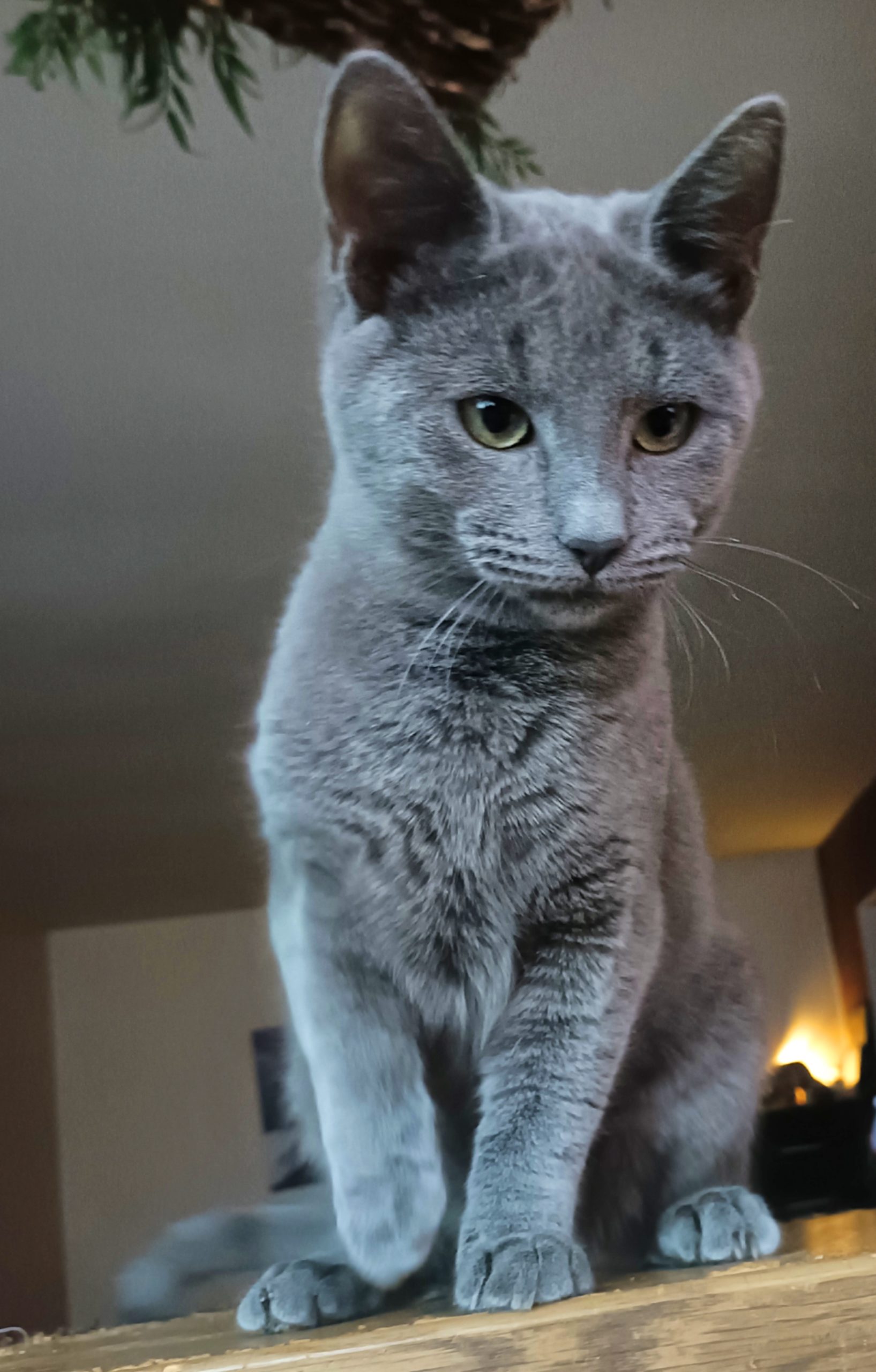 Kitz