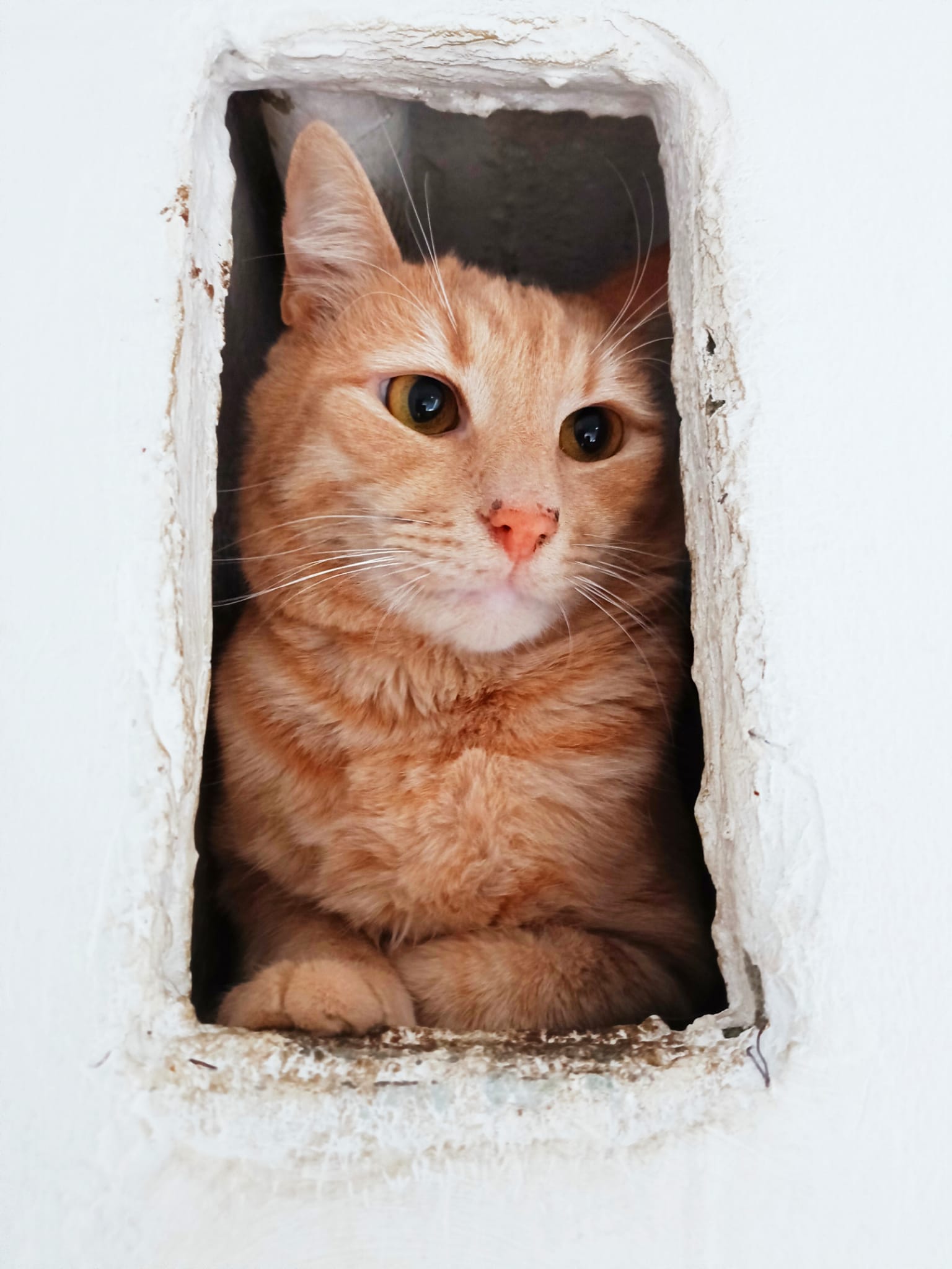 Porto ARE NEVOIE DE AJUTOR ADOPTIE sau FOSTER ( cazare temporara).