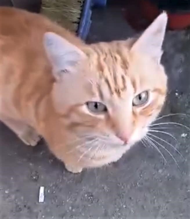 Porto, top model de motanel