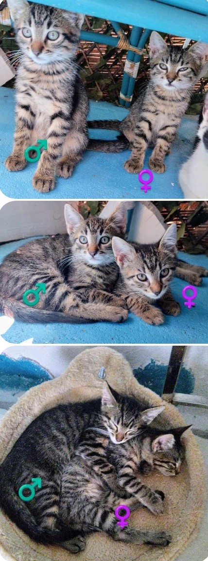 9 iubiri pentru oameni iubitori, responsabili adoptatori!