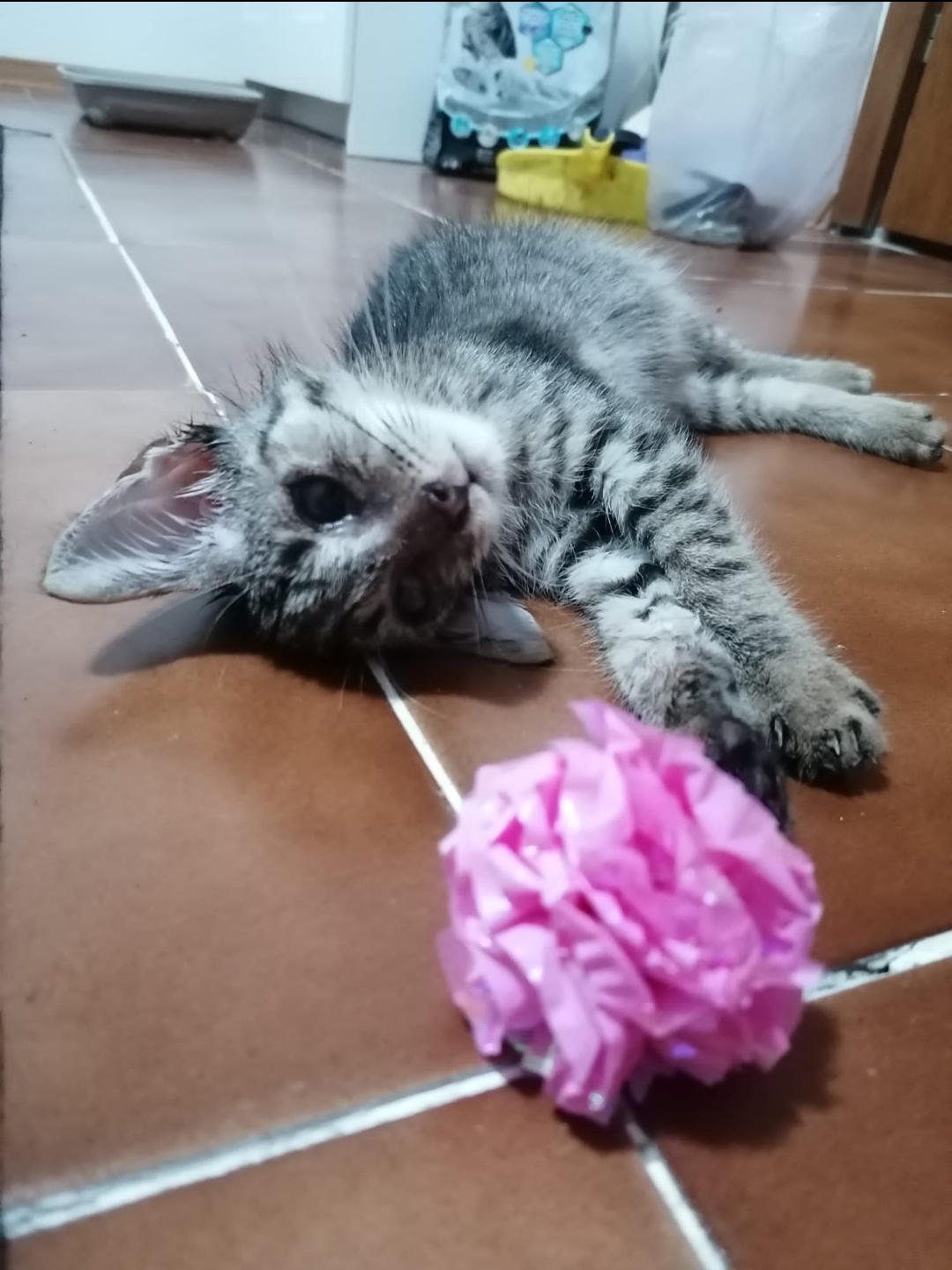 Tigrut adorabil de luat acasa