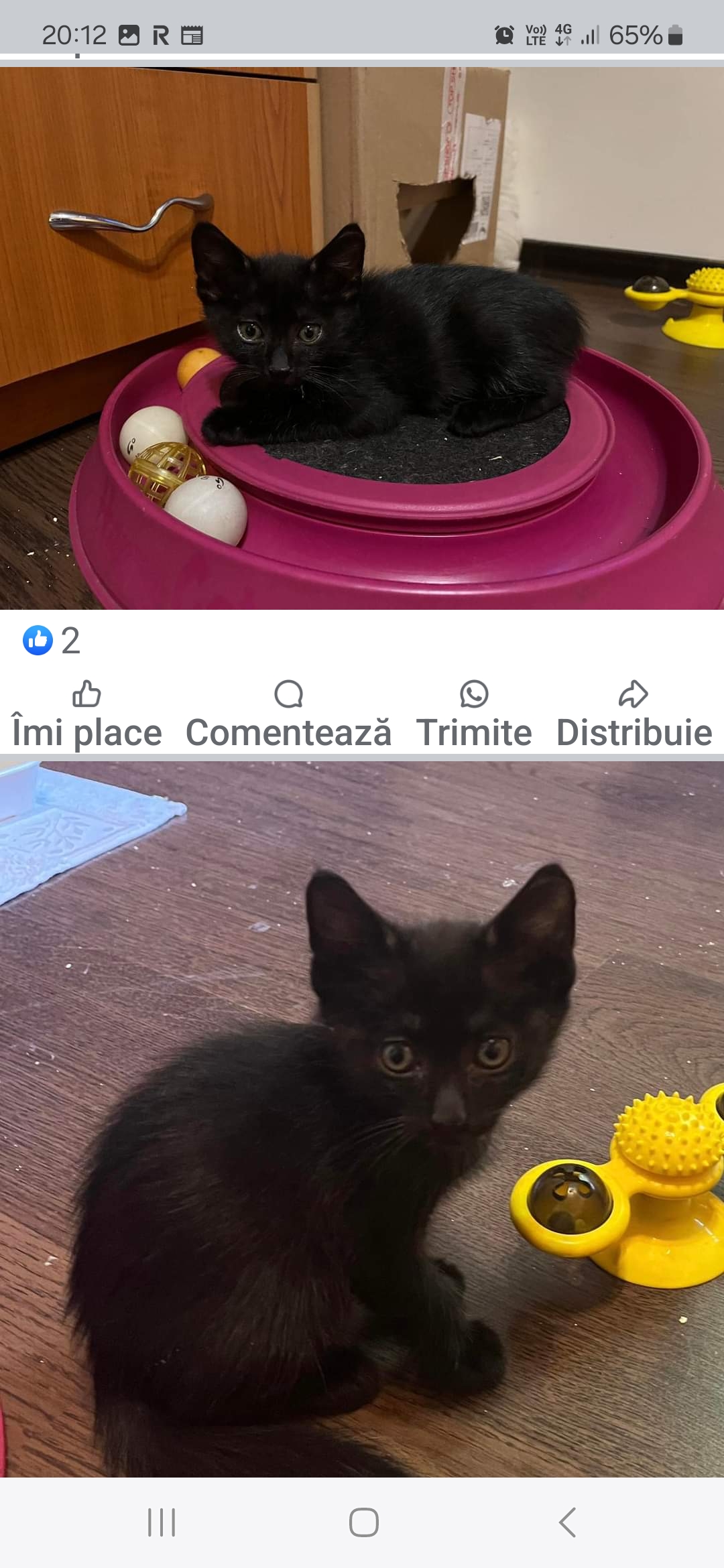 Piper si Luna