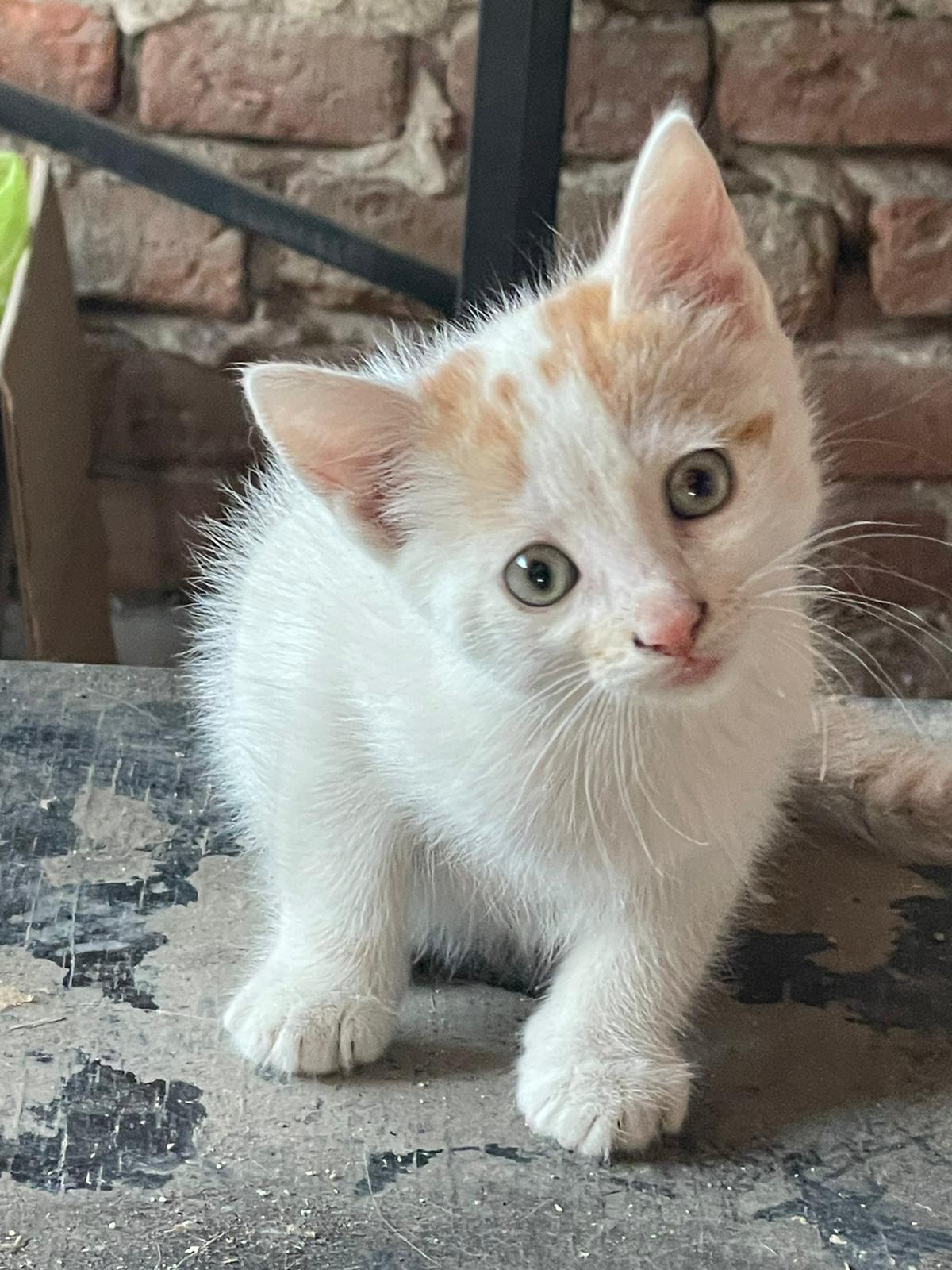 donez 3 pui pisica metis, varsta 6 saptamani, culoare alb cu maro sau cu negru, masculi si femele