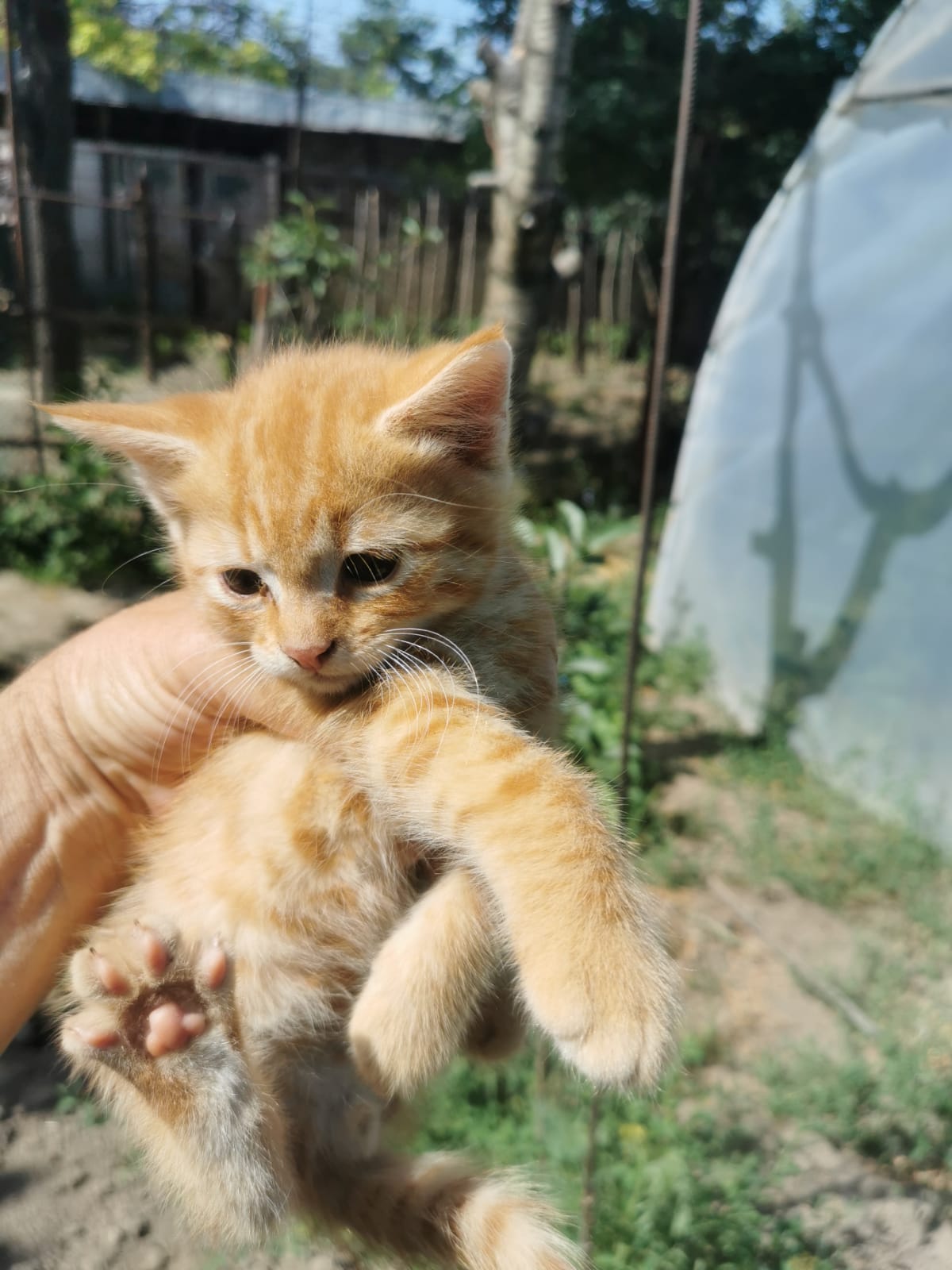 Ofer spre adoptie 3 pisoi