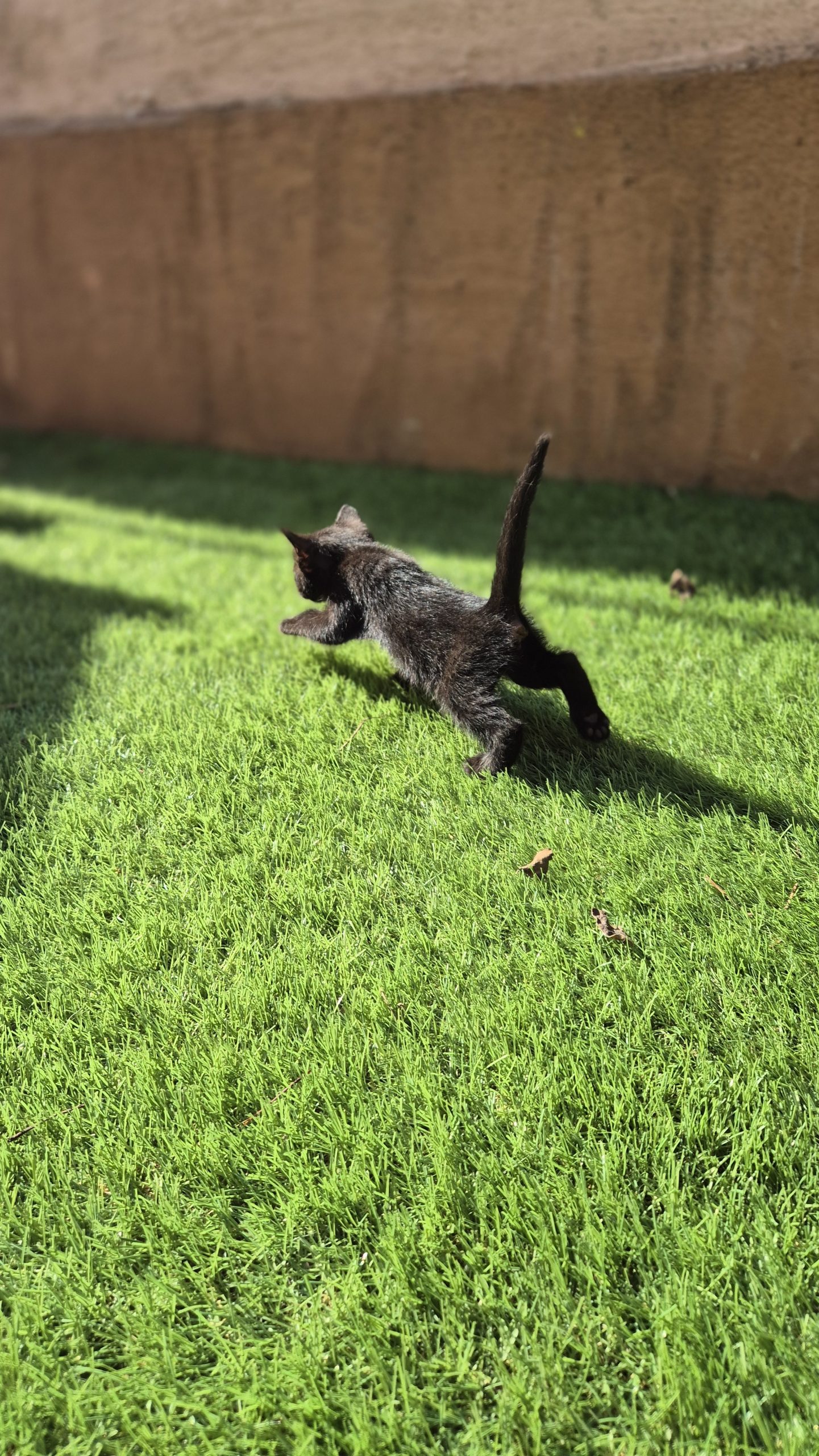 Pisicute negre si cappuccino spre adoptie