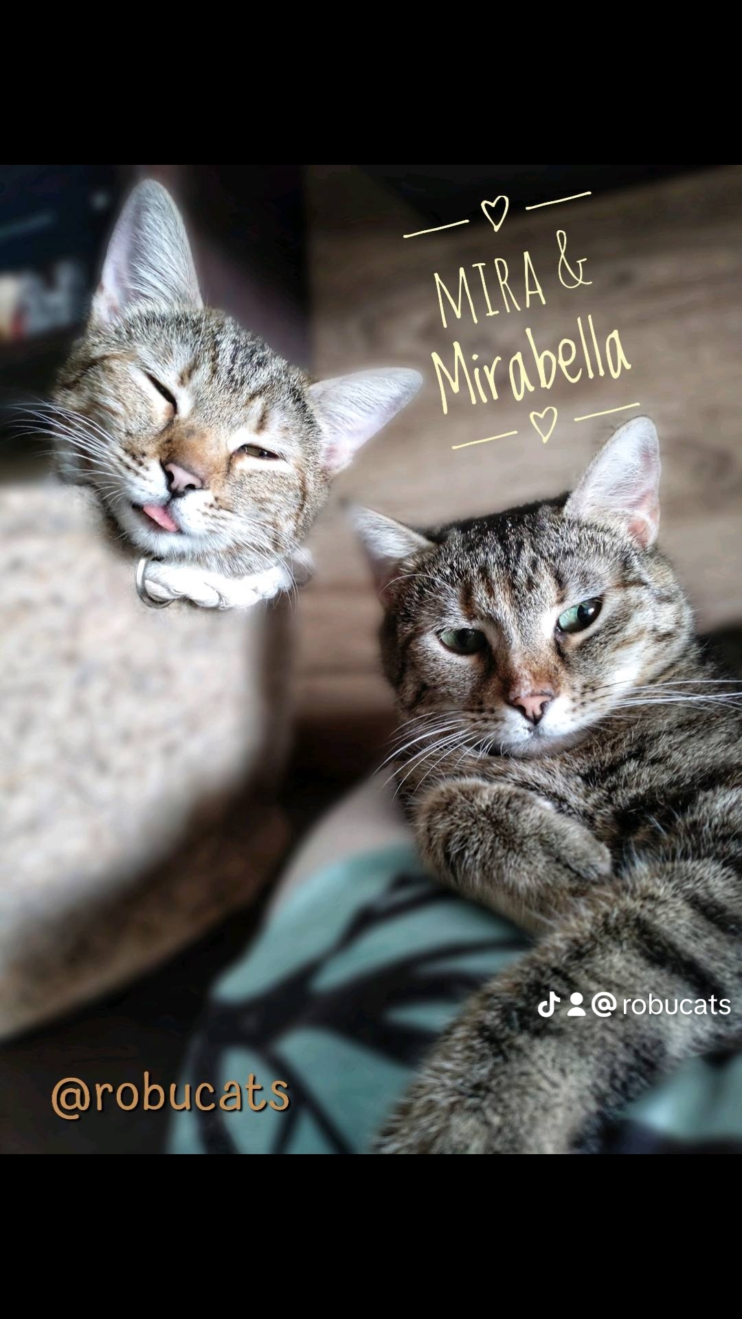 Două pisicuțe adorabile mamă și fiică