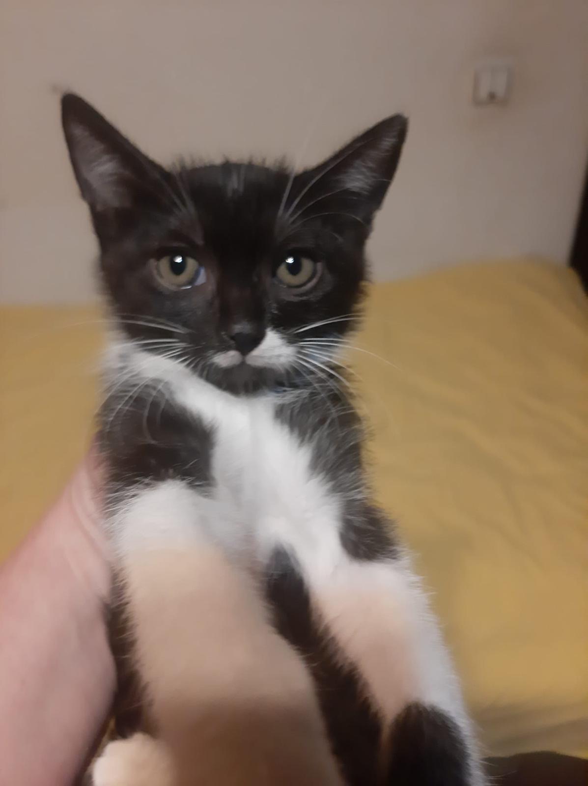 Pisoi alb cu negru