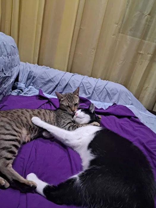 2 motani cu varsta de 2 ani