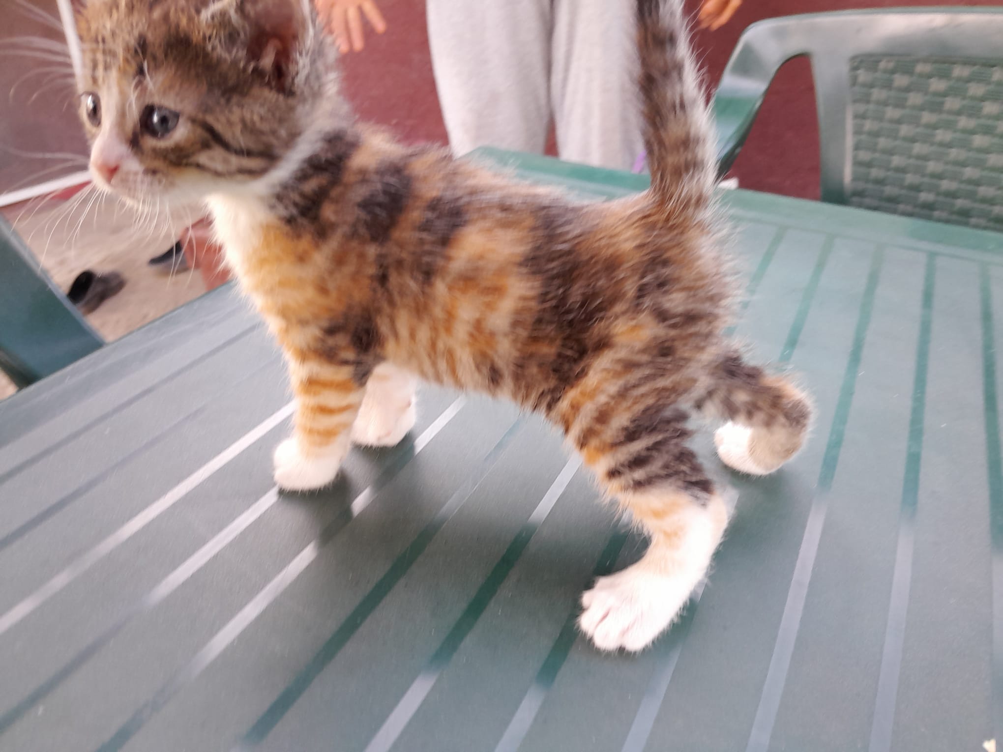 Puiuți abandonați au nevoie de ajutor.