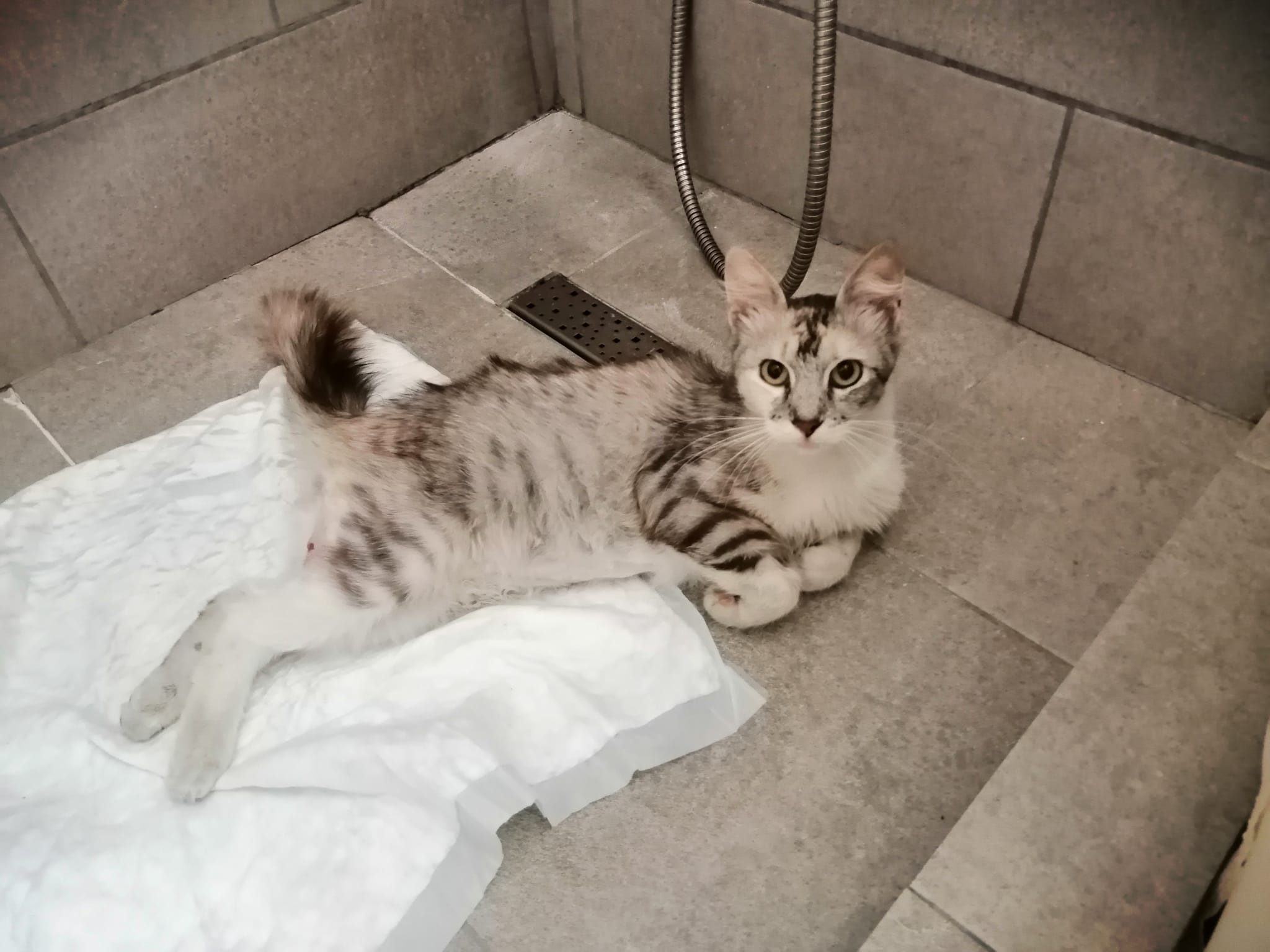 Are vă rog, nevoie de îngrijire, iubire, adopție .