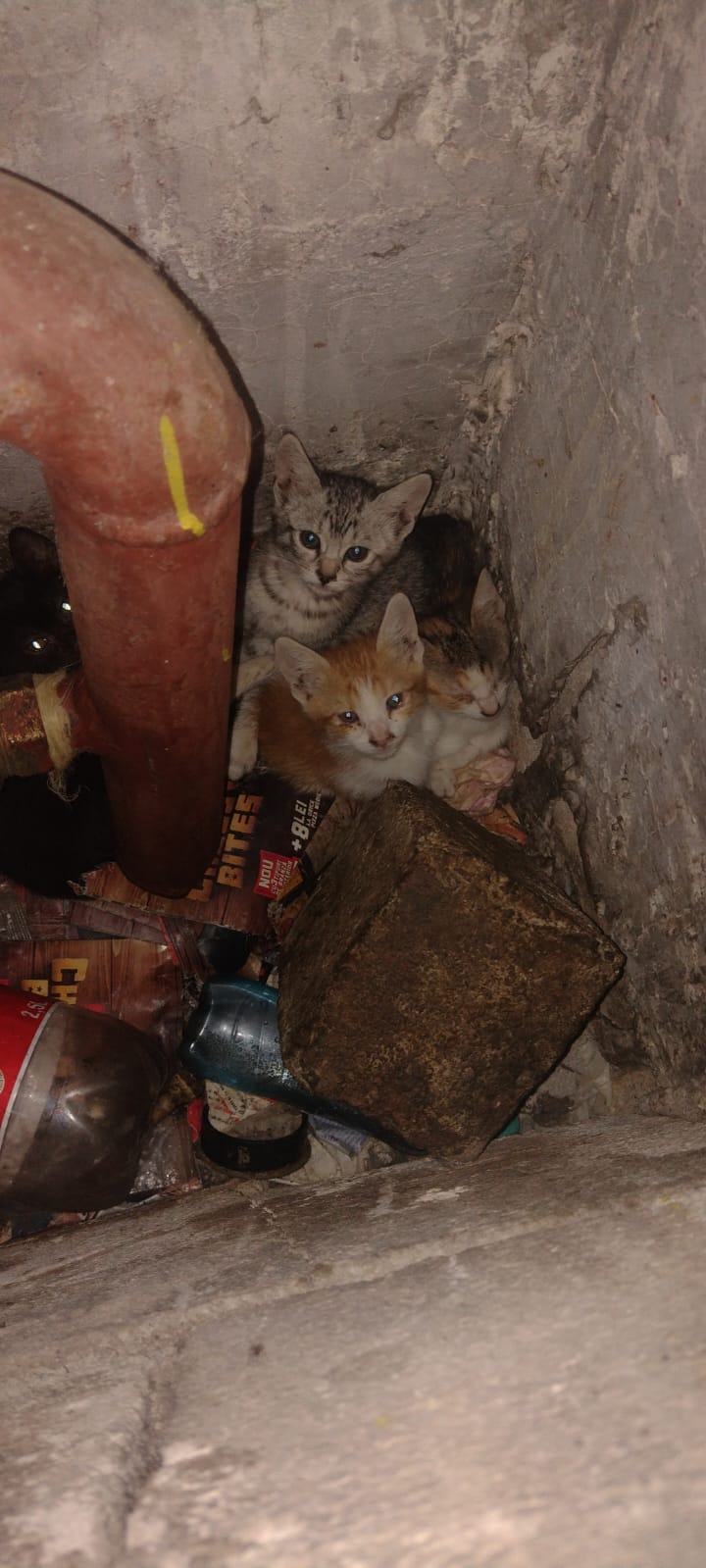 Adopție