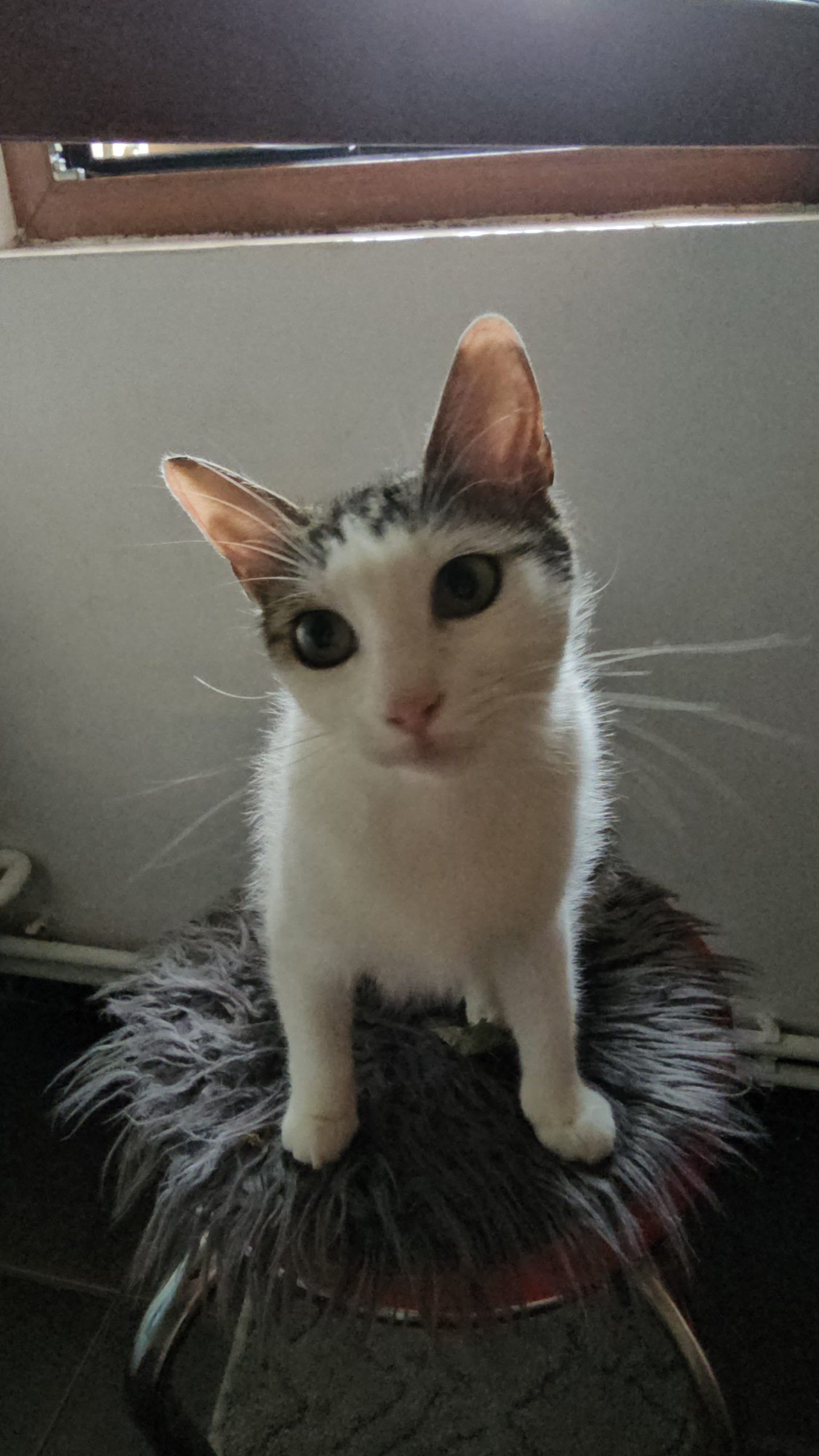 Se da în adoptie urgent