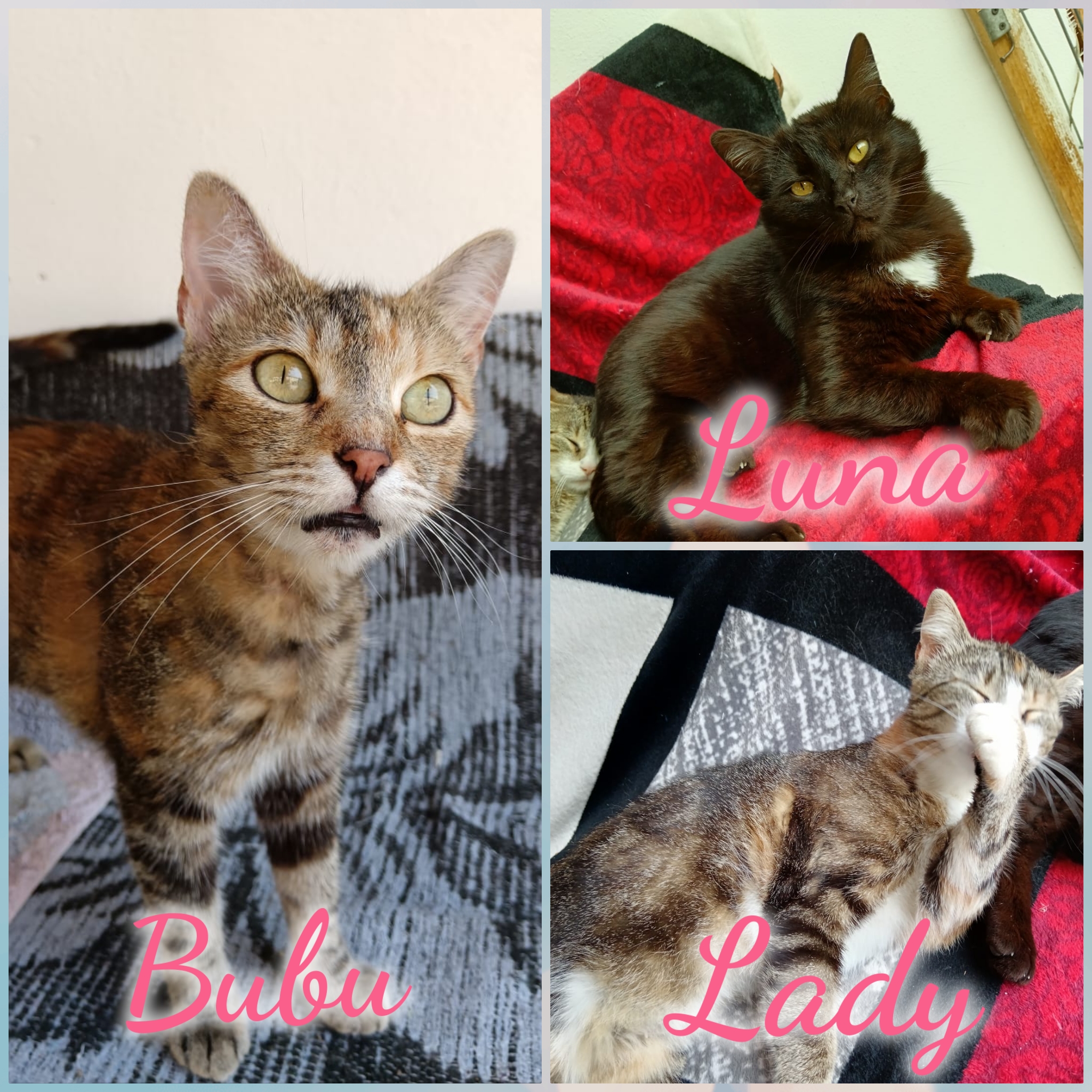 3 fetite în căutare de familii iubitoare
