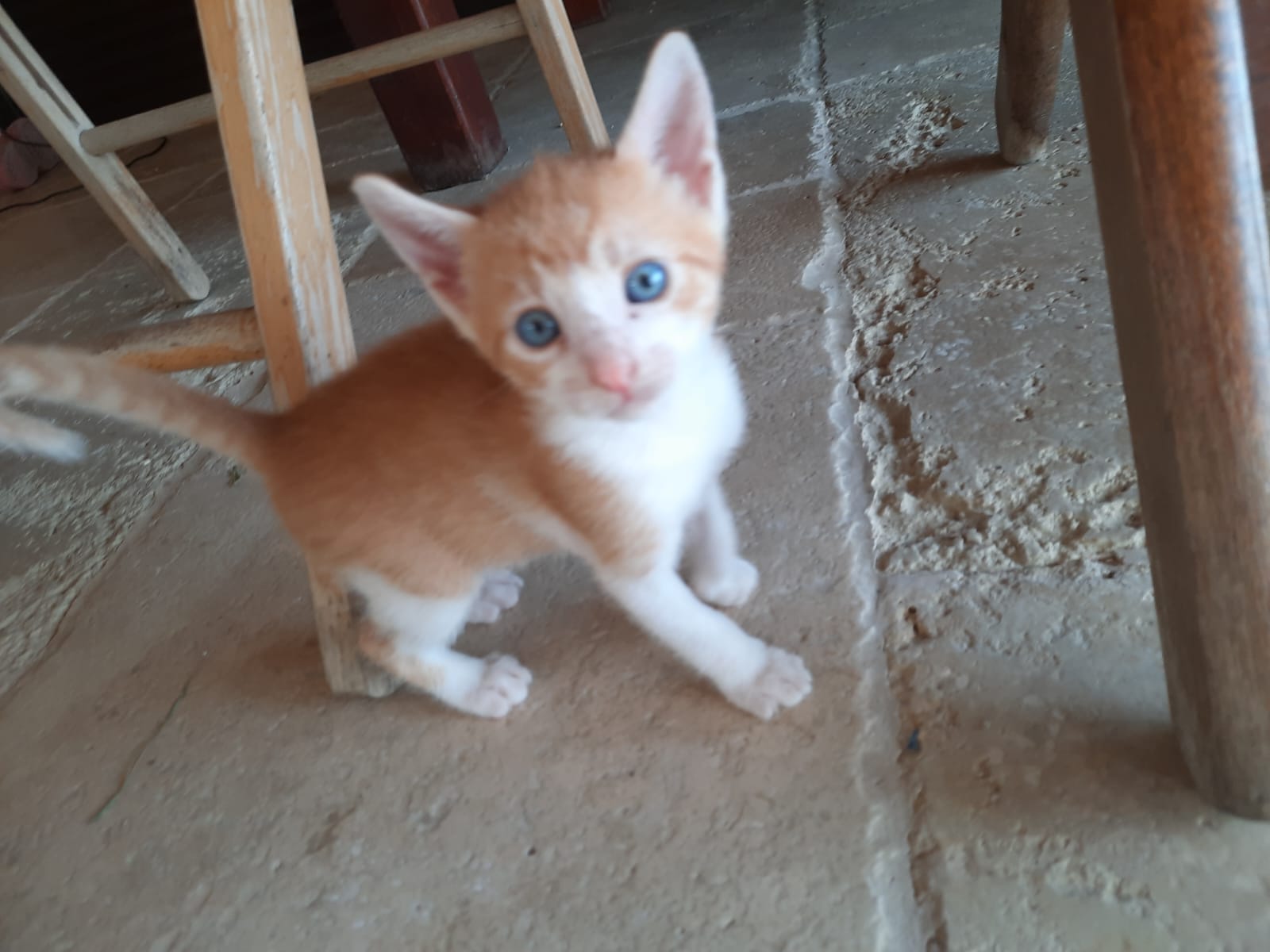 Ofer pisicute