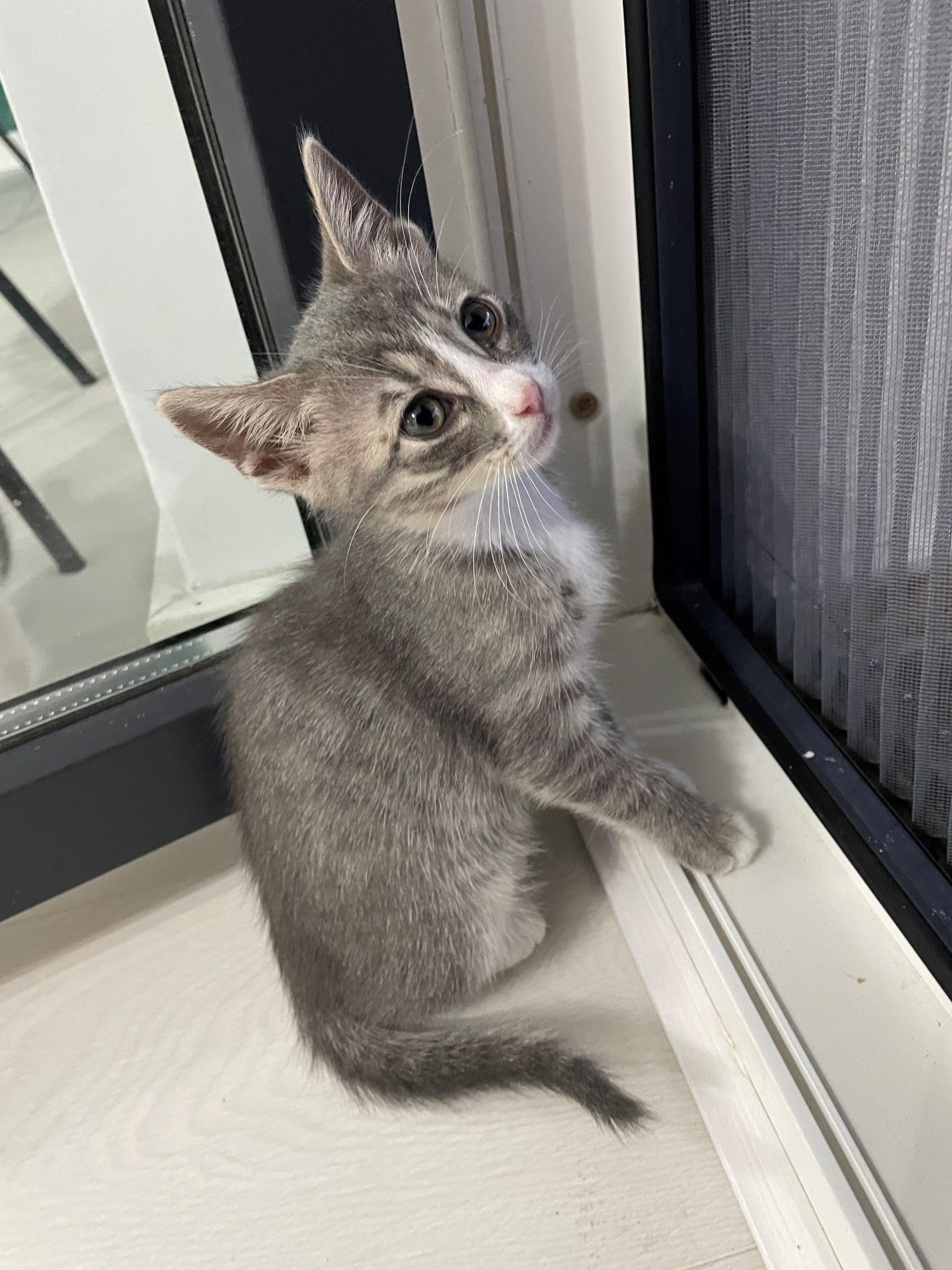 pisoi frumosi, pentru adoptat