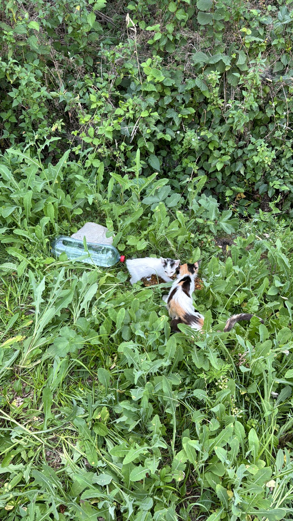 Adoptie pisica cu 3 pui