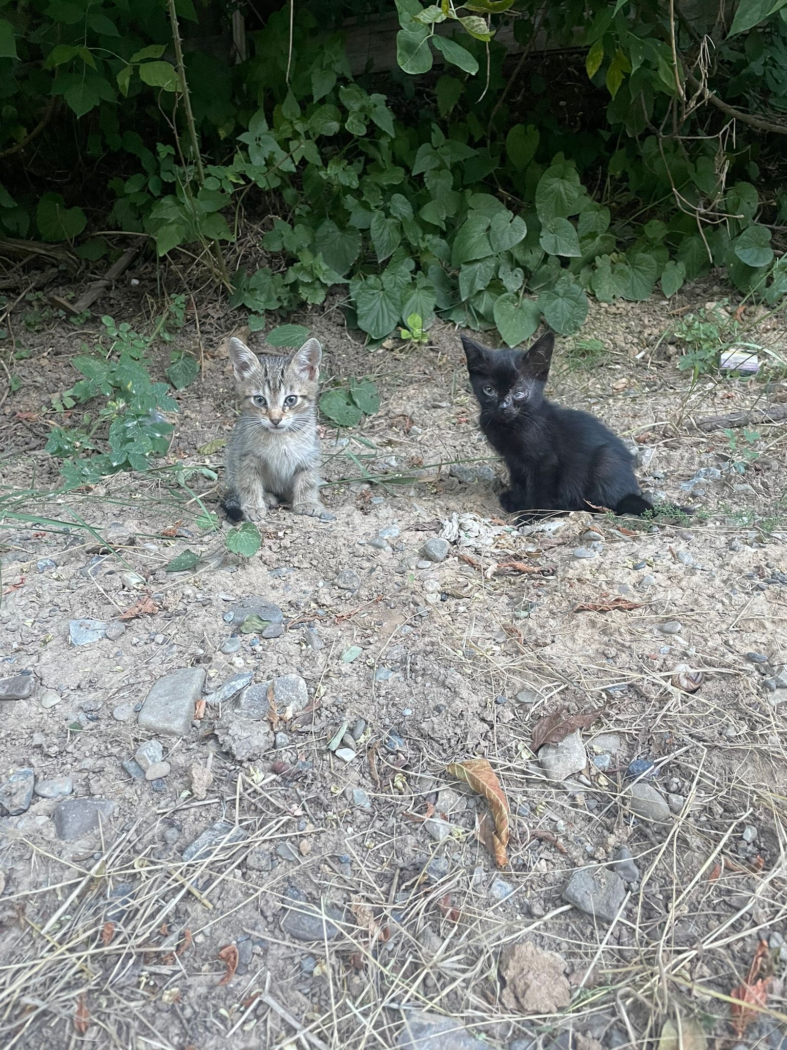 Pui pisici adoptie