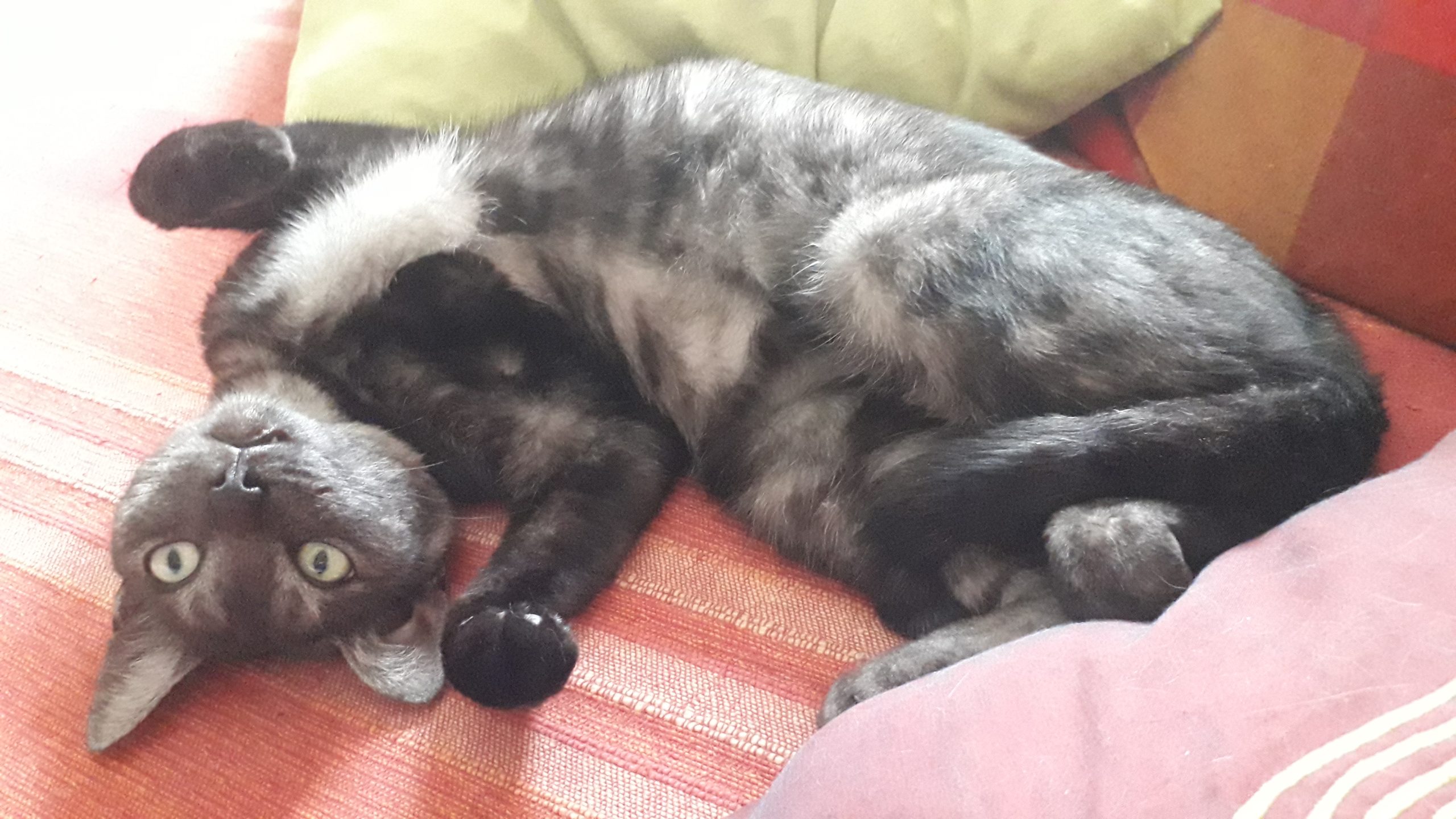 Lizzuca, vrea numai in brate