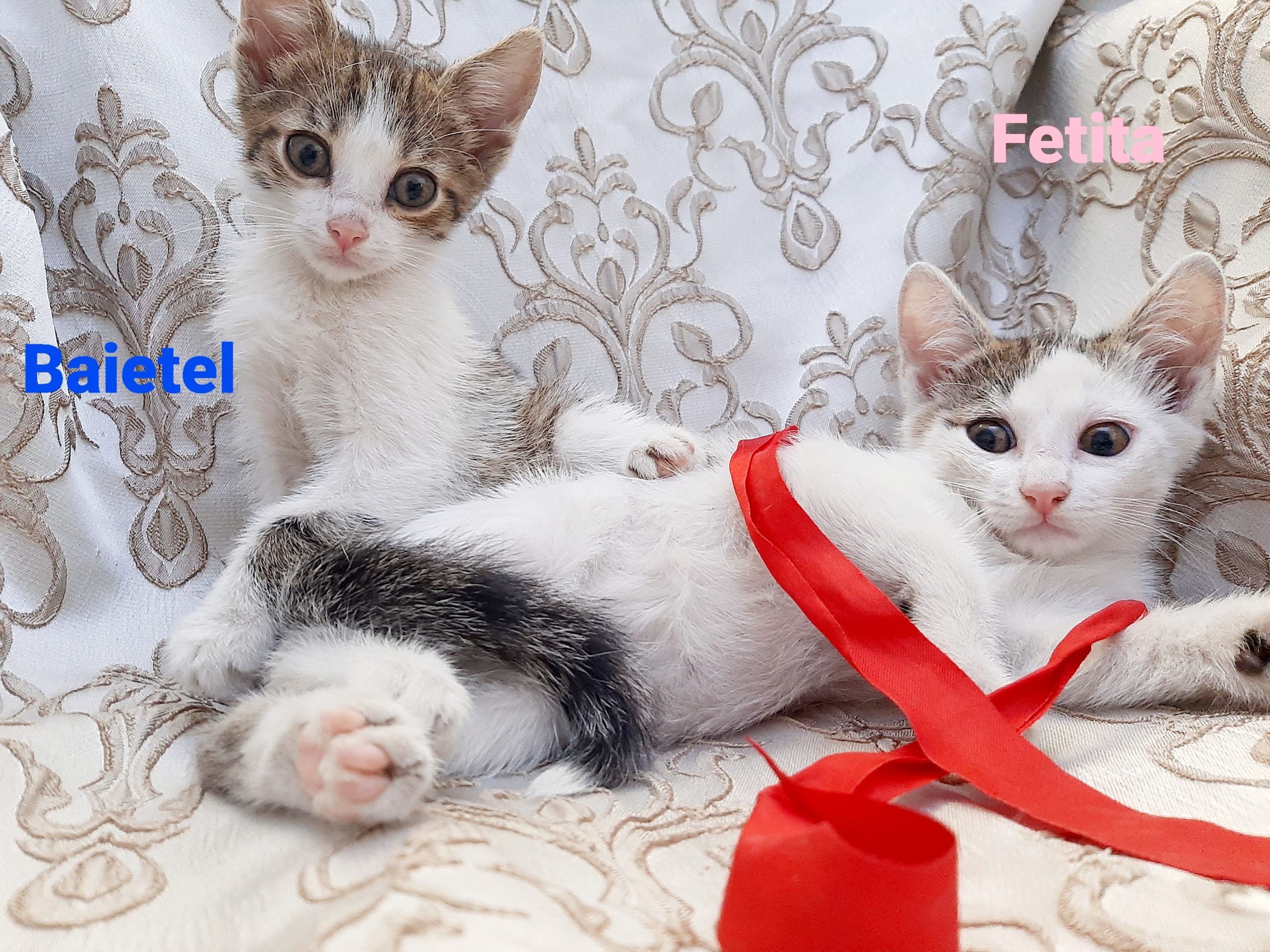 Pufosenii adorabile pentru adoptie💙💟