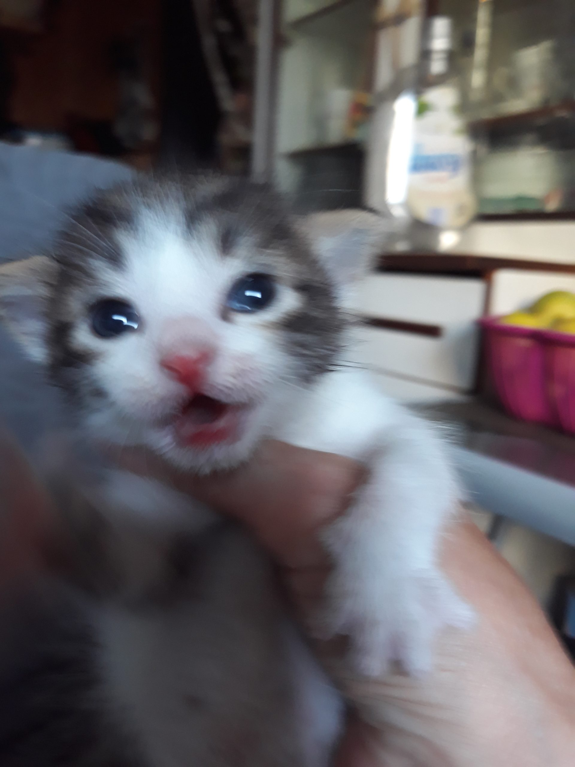 Caut persoana iubitoare de pisicute pentru o adoptie