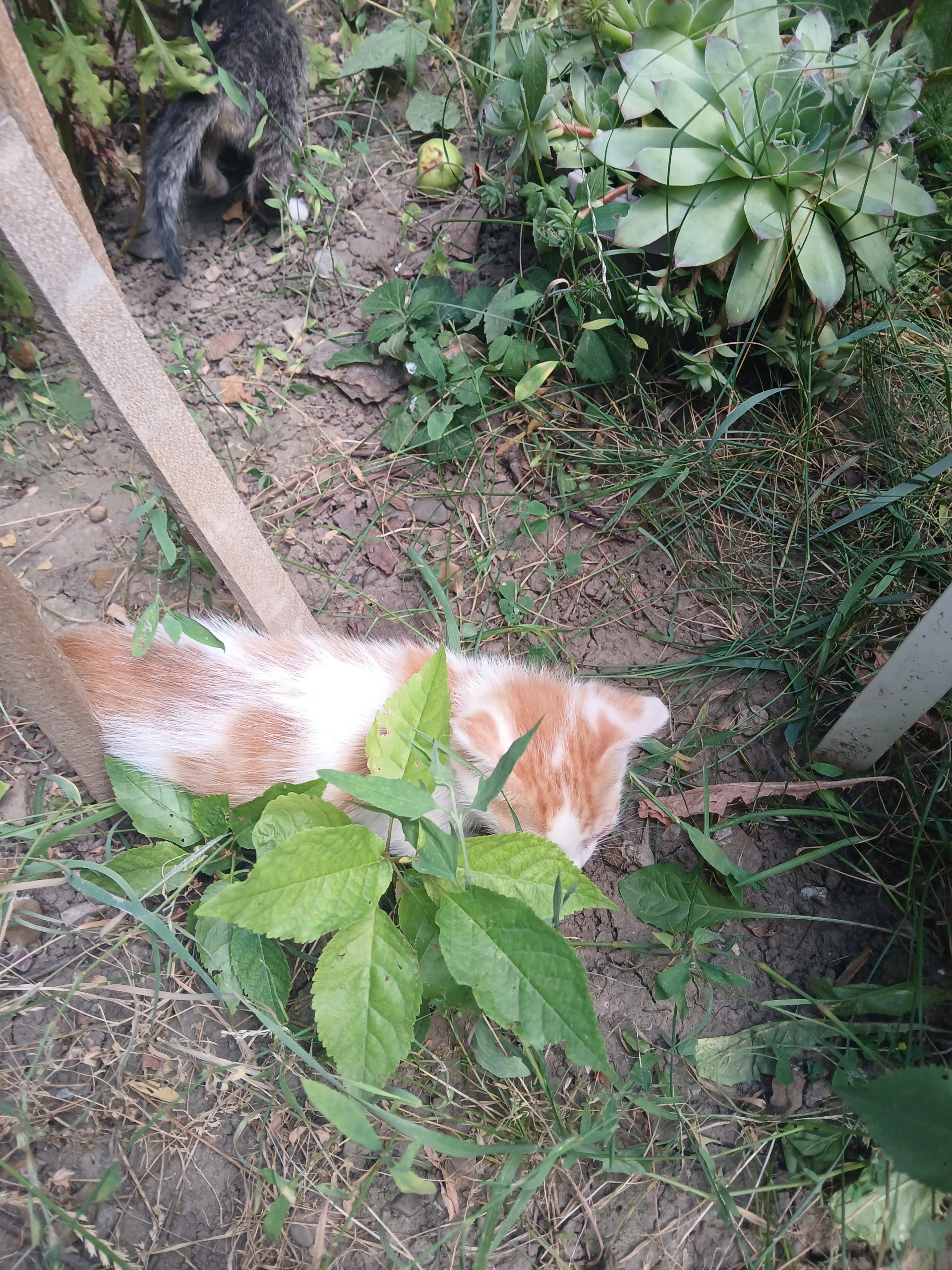 3puiuti de pisica pt adoptat