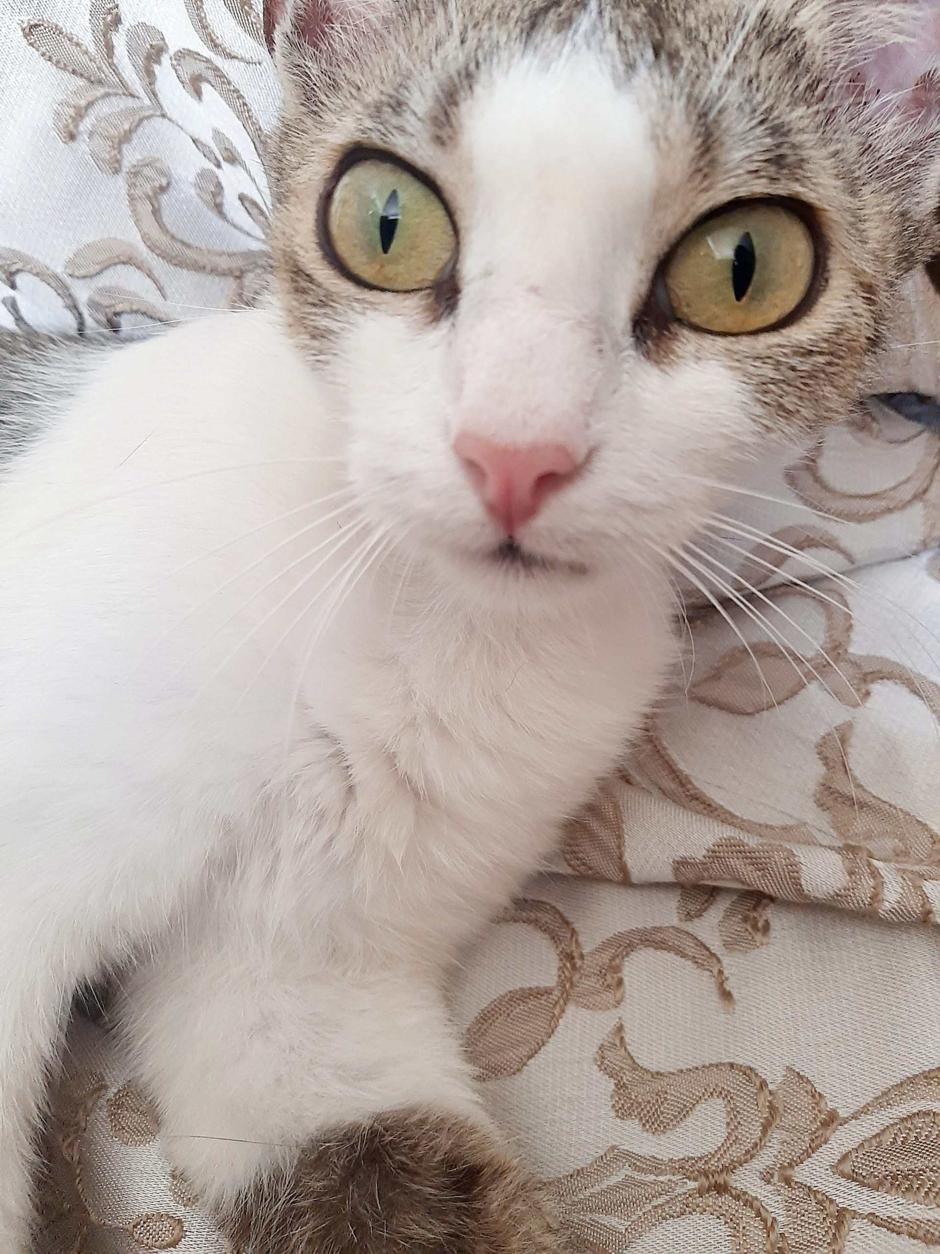 Cei mai superbi ochisori😍