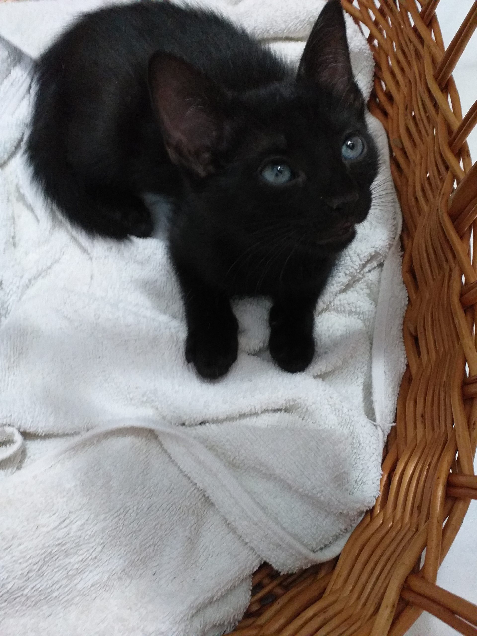 Nera – pantera