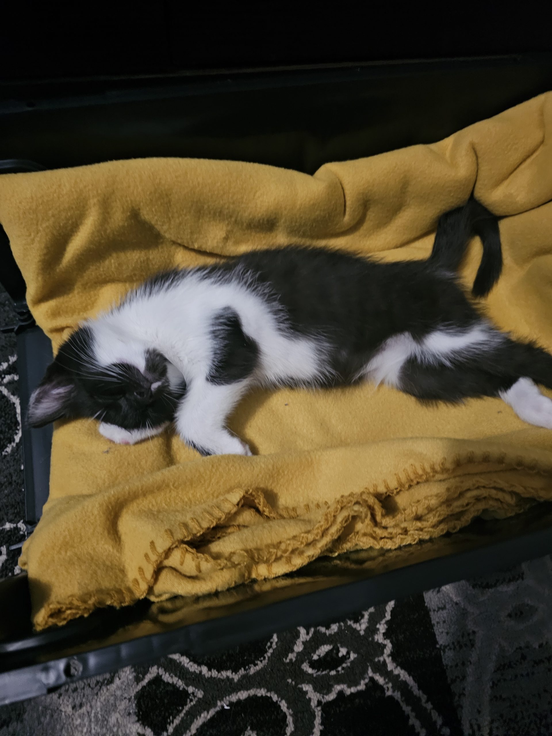Pisicuță spre adopție