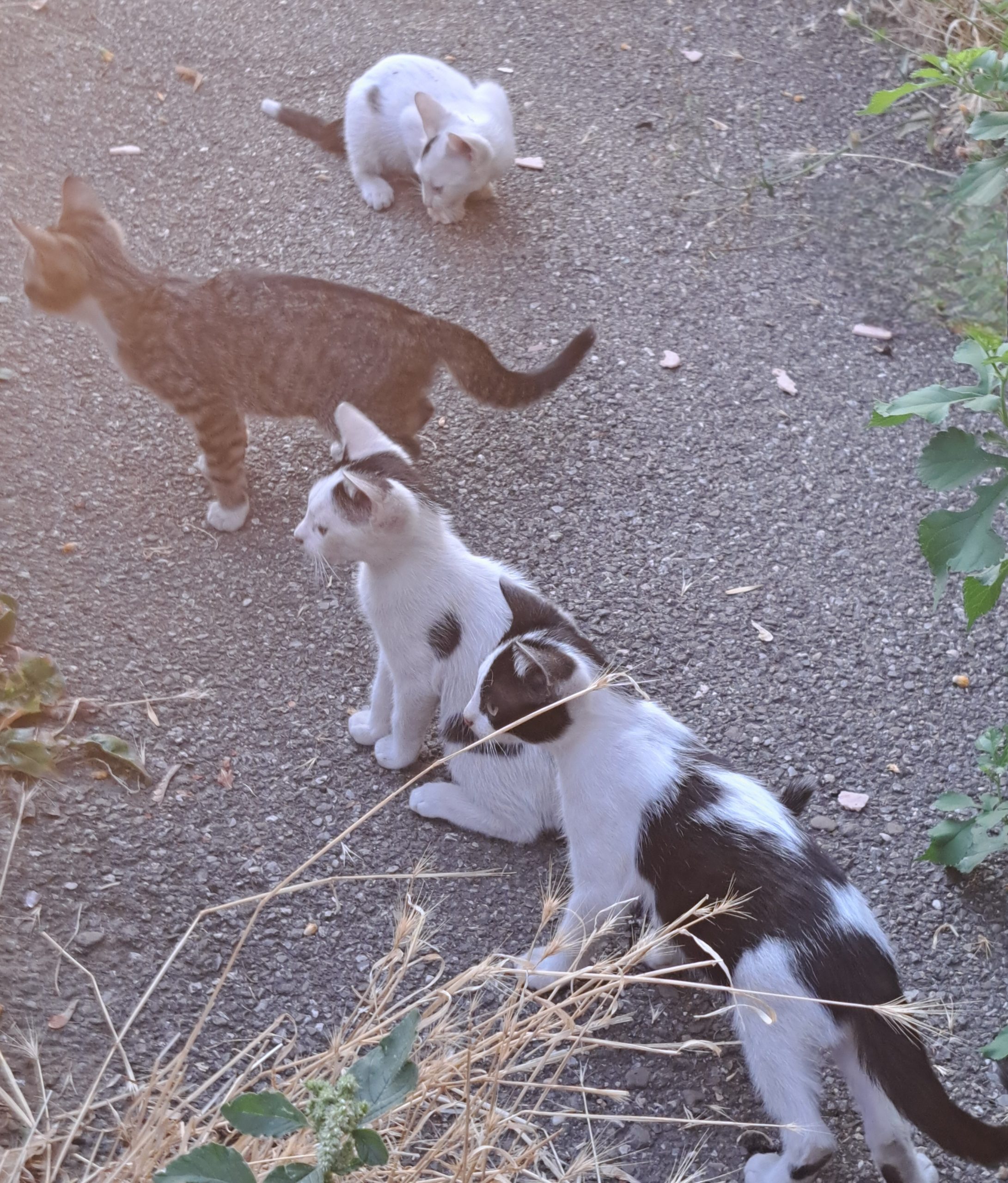4 pisoiași