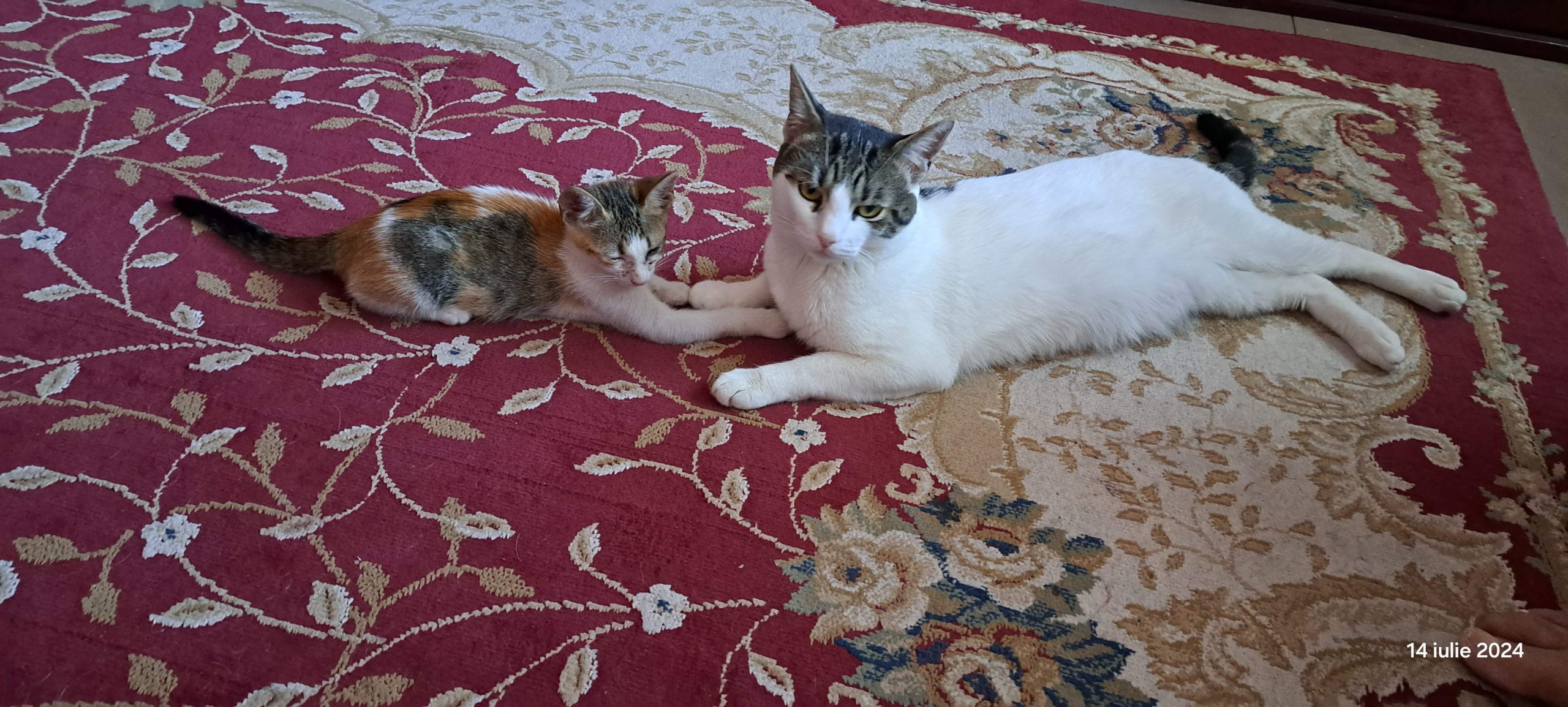 Comună