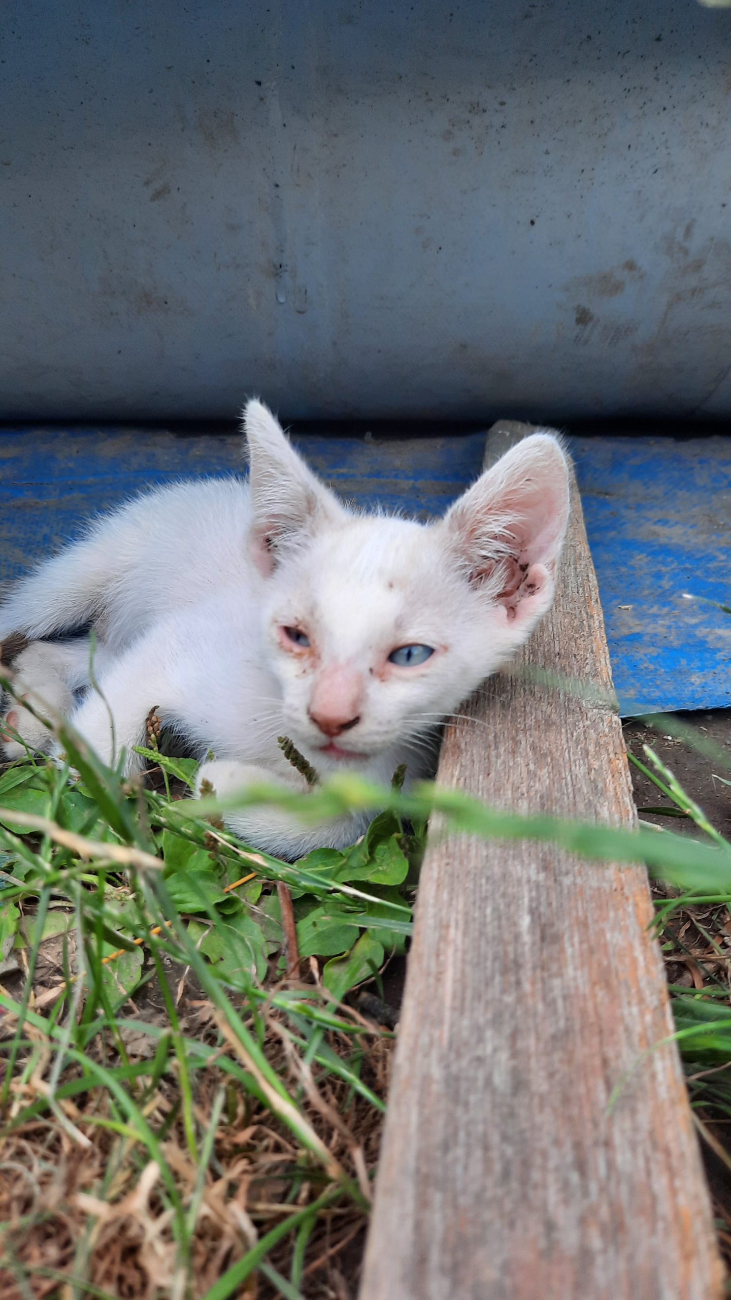 Puiuți pentru adopție