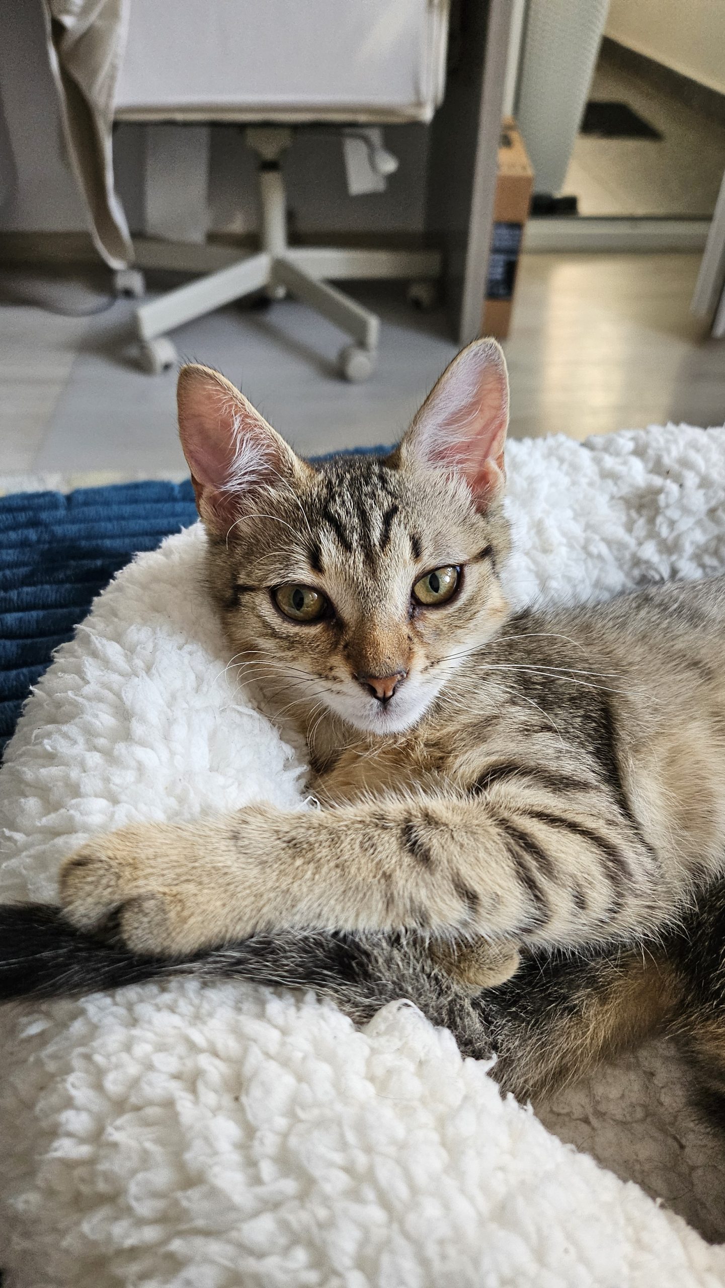 Adoptie pui pisica fetita