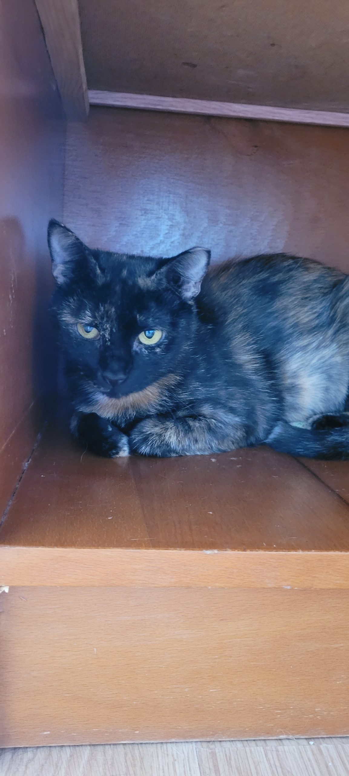 Covrigel, Suzy si Tortie