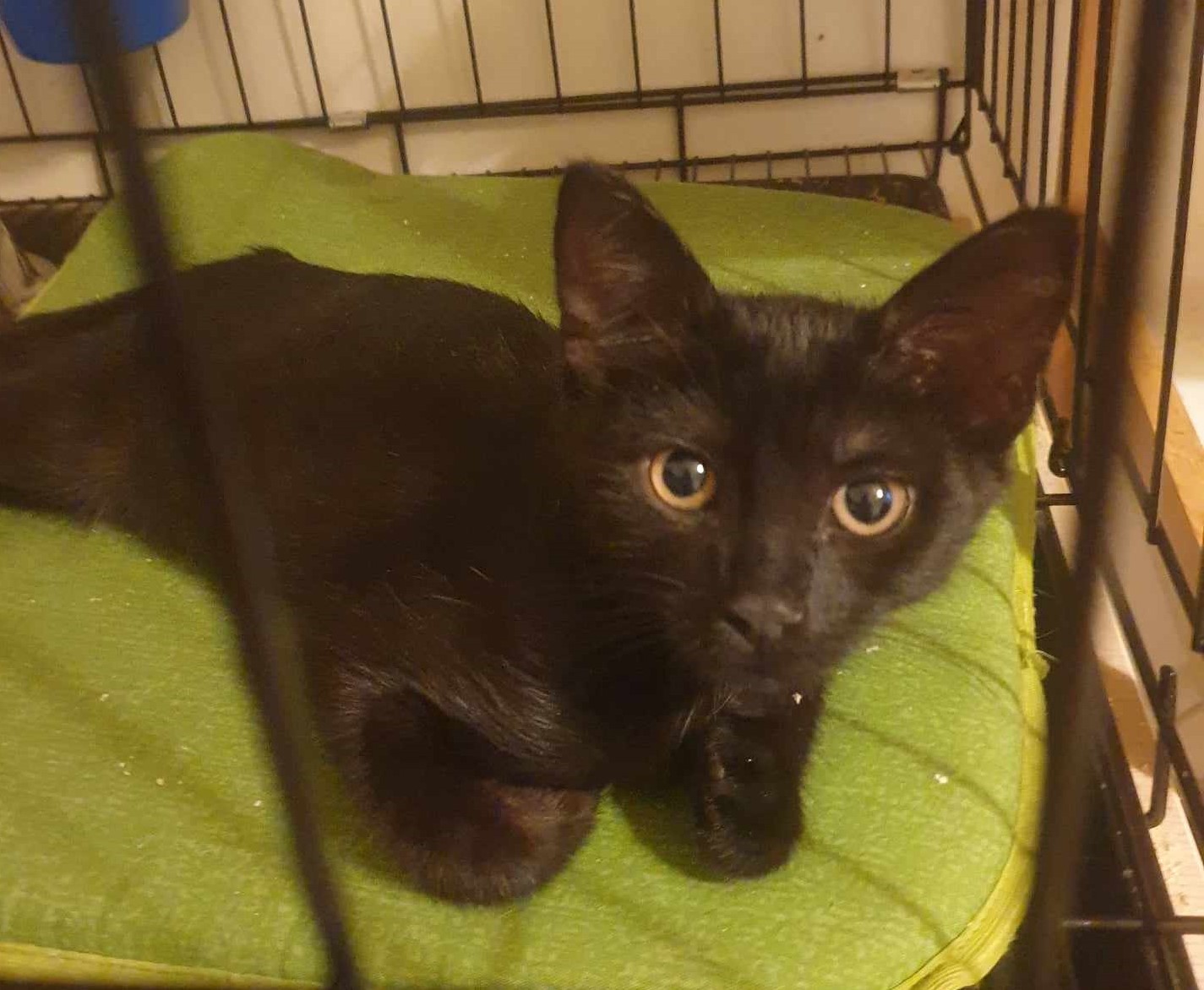 Binx