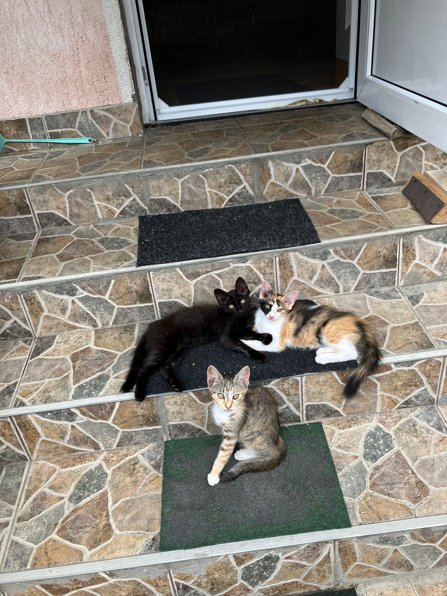 Pisicuti pentru adoptie 3 luni din Sebes
