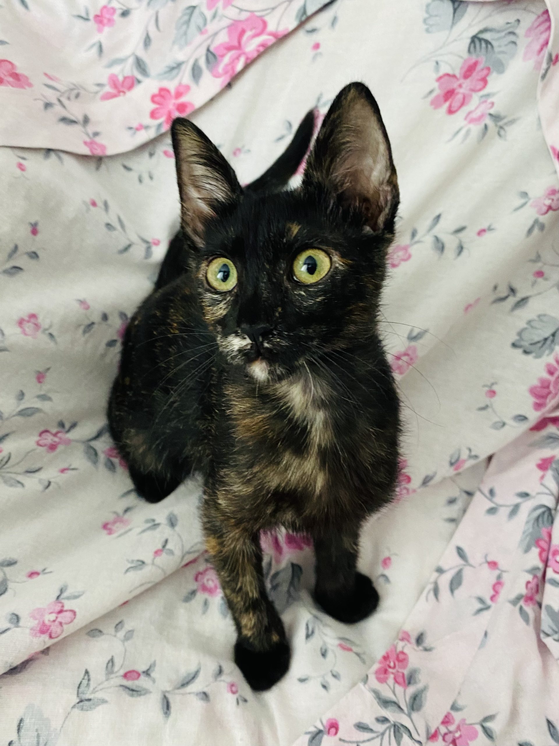 🌷 Leeloo (Lilu), fetiță 2 luni
