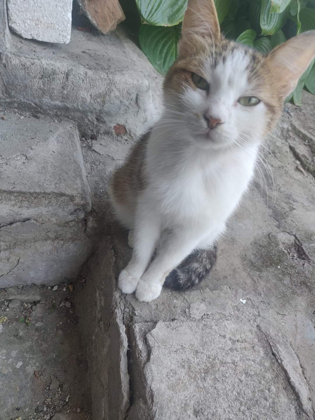 Pisica un an…Tulcea
