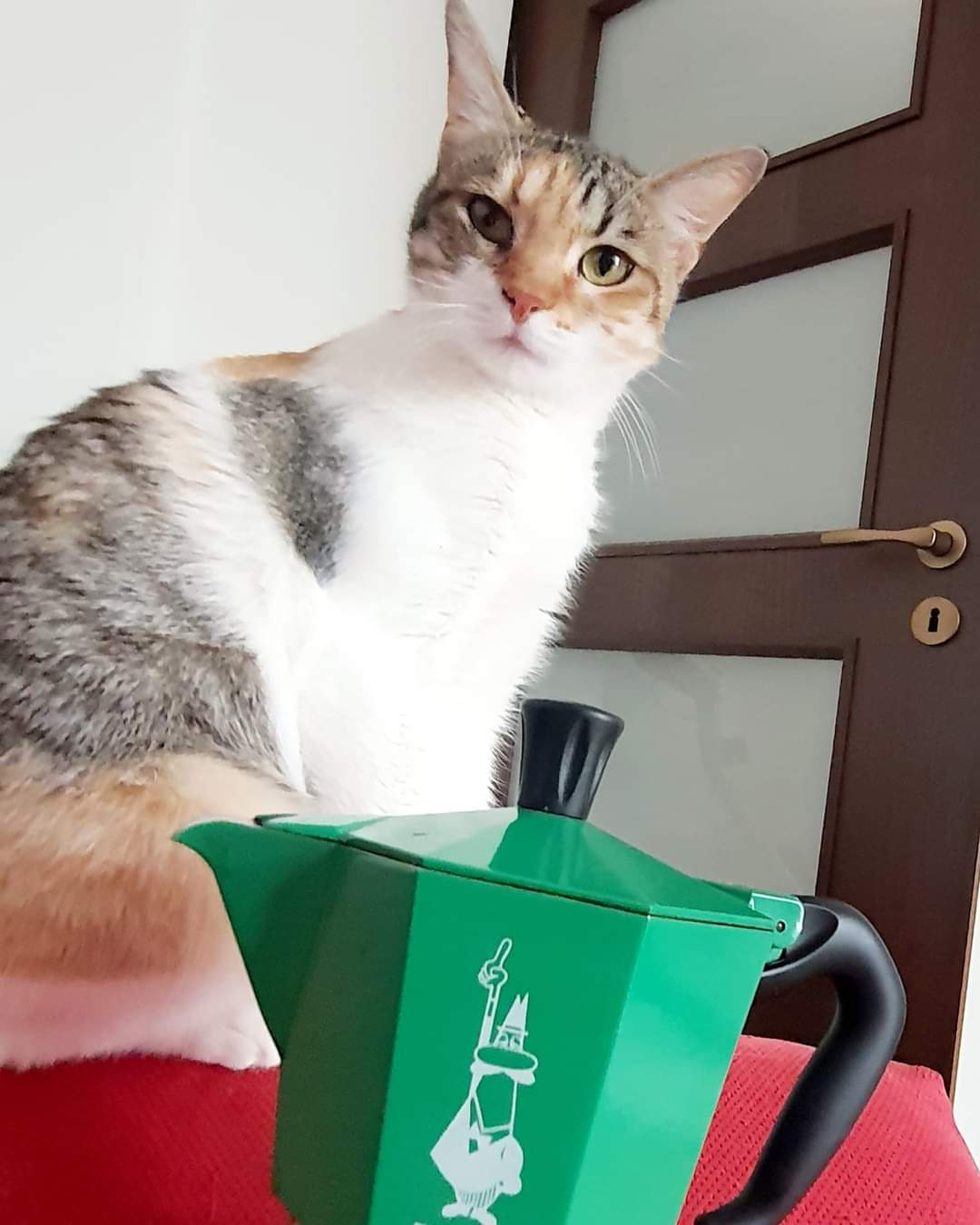 Pisicuță calico frumoasă și cuminte