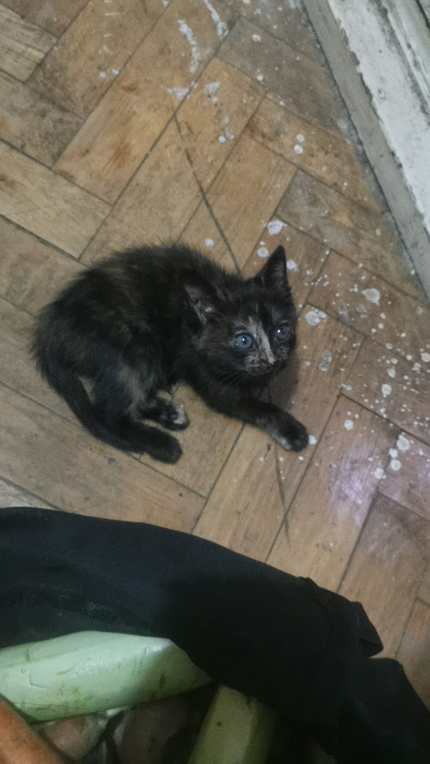 Adopție pisicuta minunata
