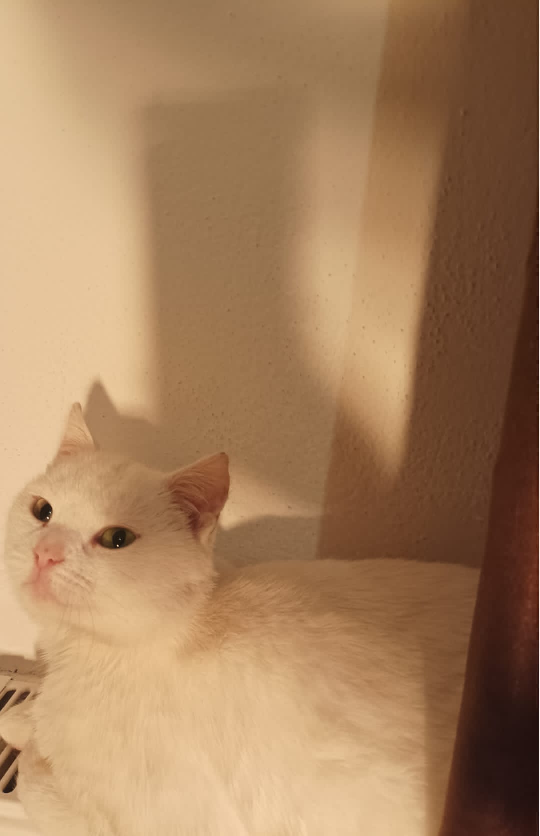Domnișoara alba
