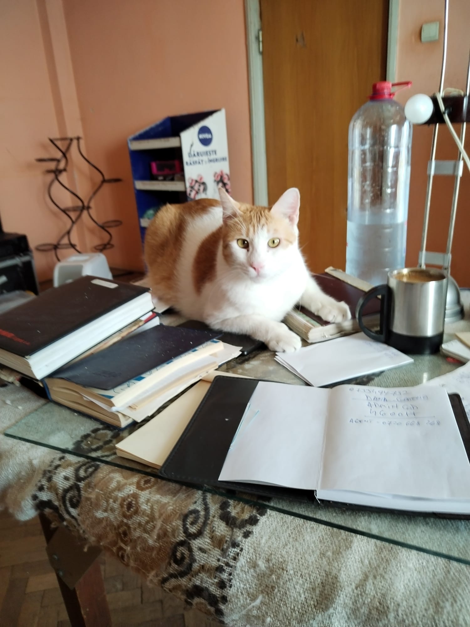 Motan sterilizat