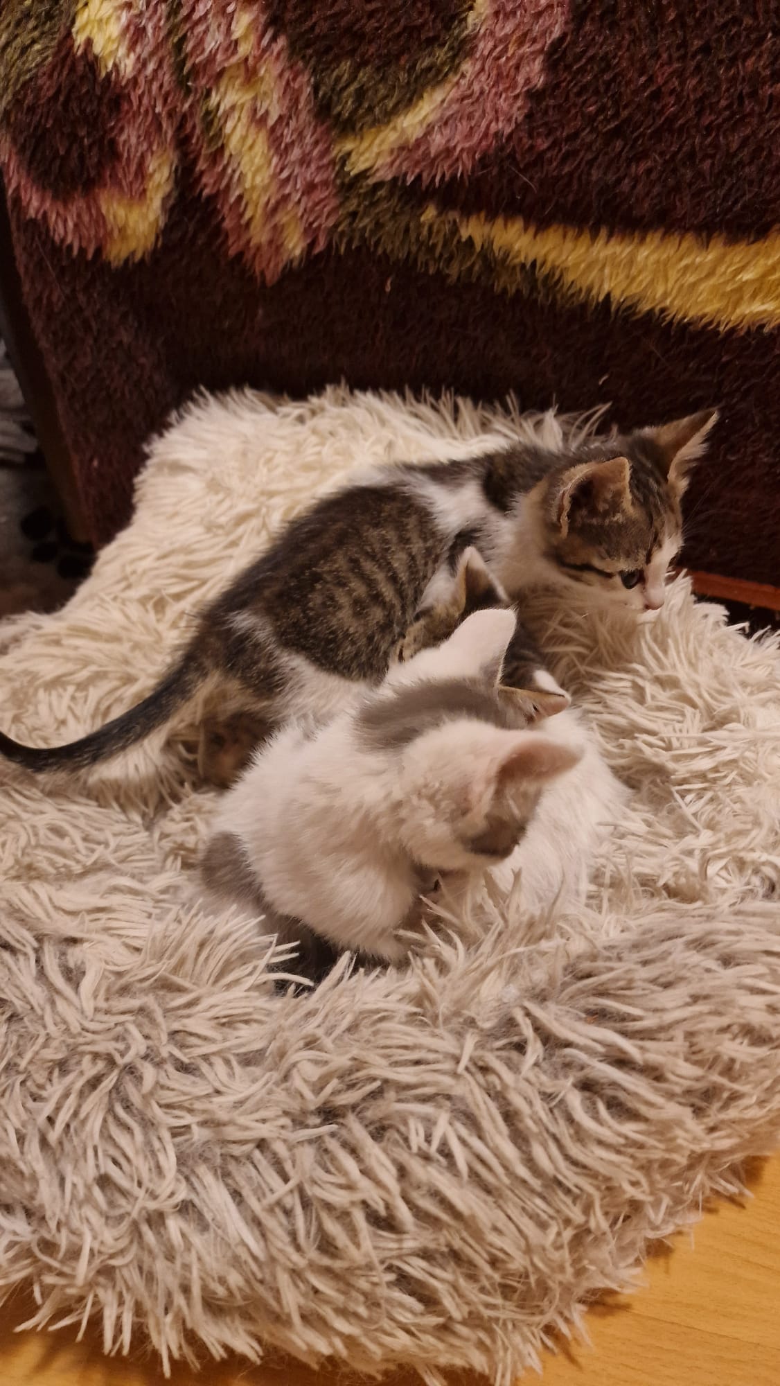 3 pui in căutarea unei căsuțe