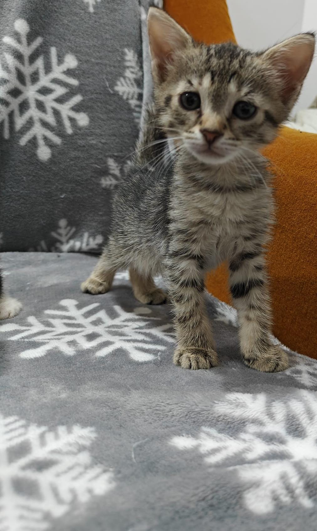 Adopție pisici