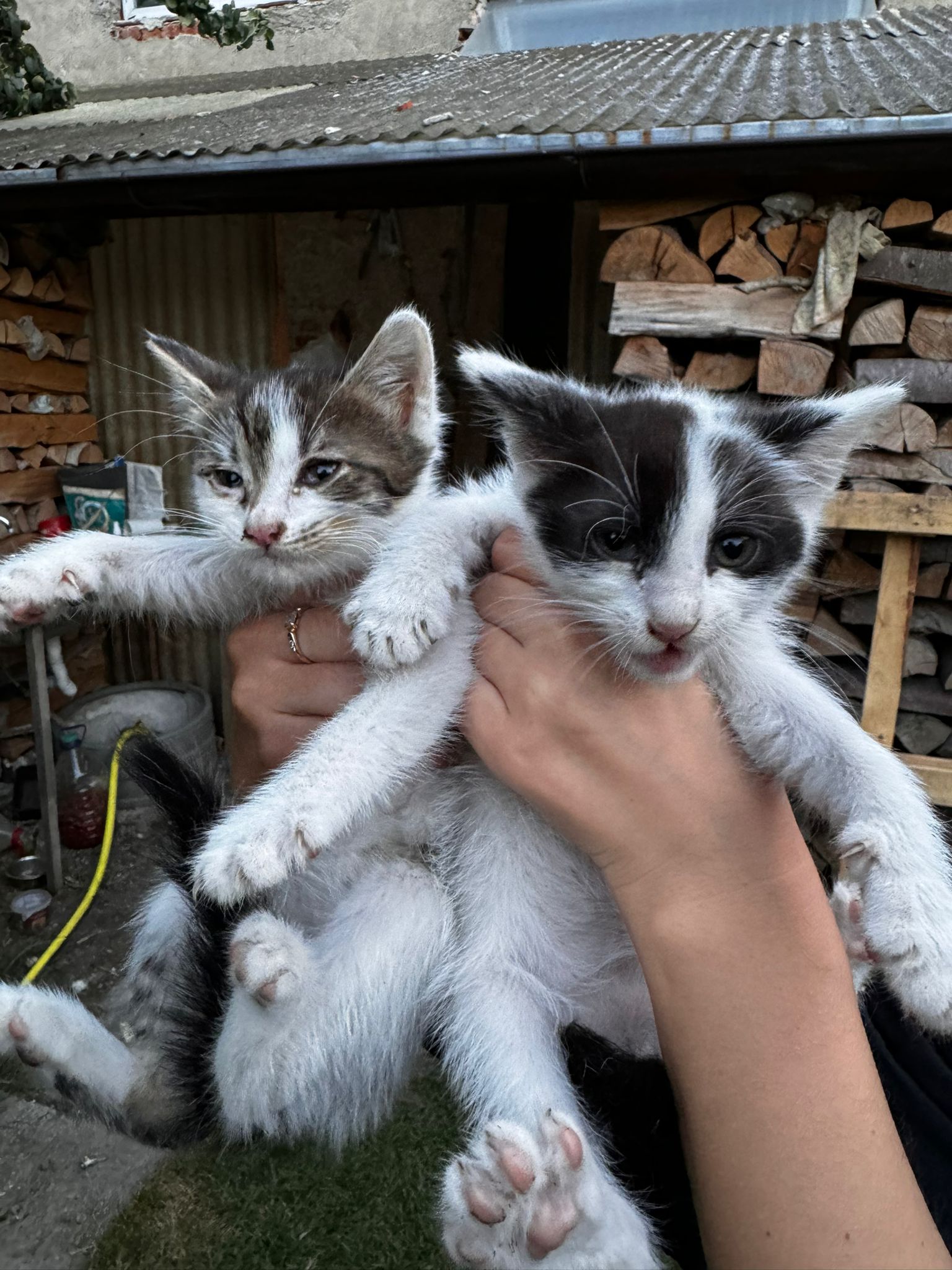 2 pui de pisica, femela și mascul