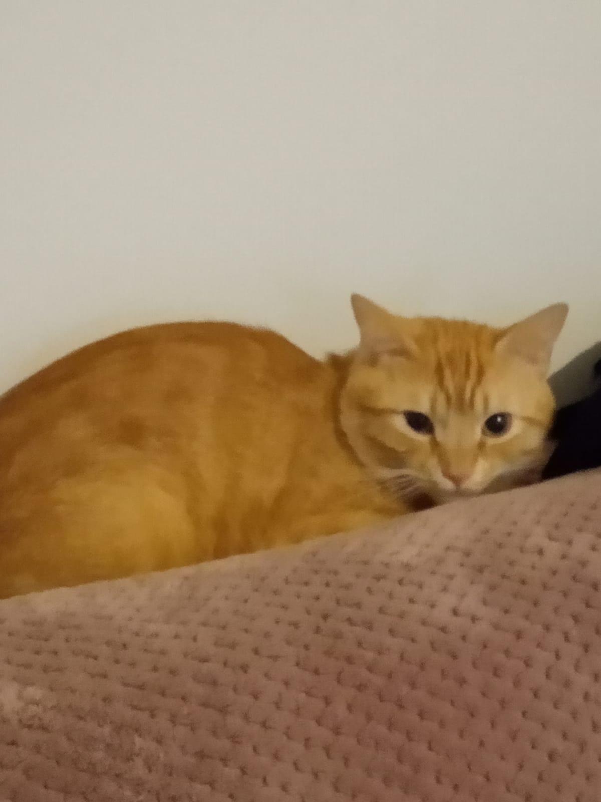 Dau spre adopție